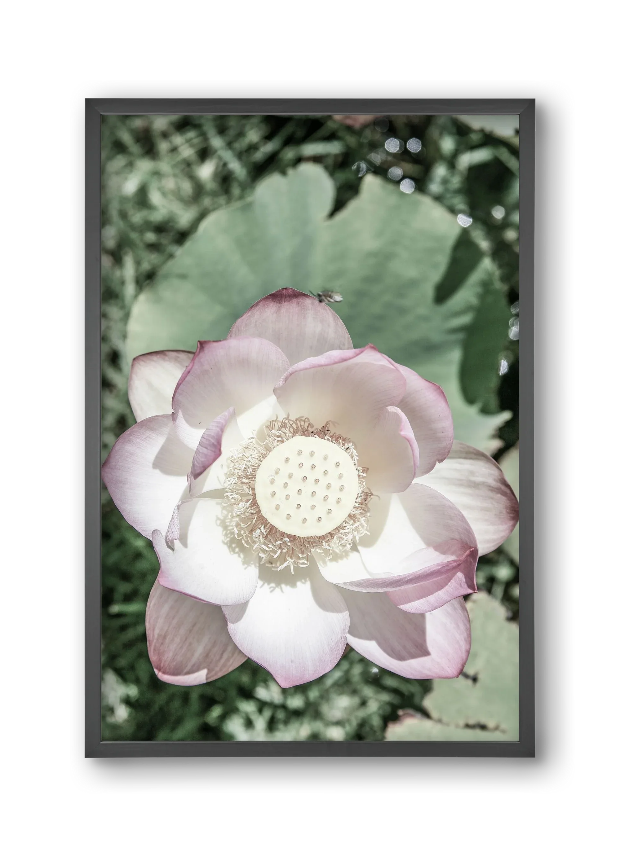 Lotus - artbridge