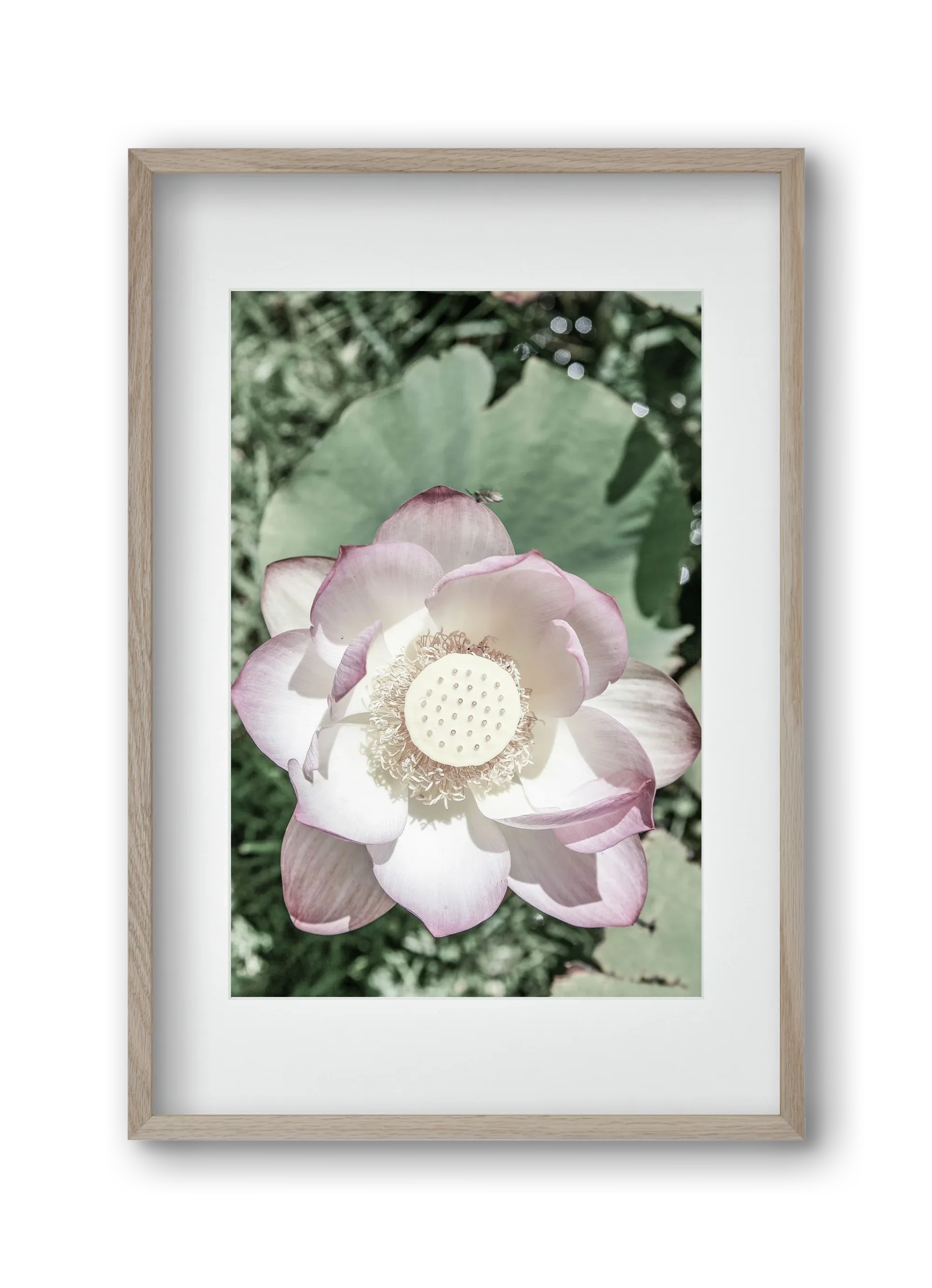 Lotus - artbridge