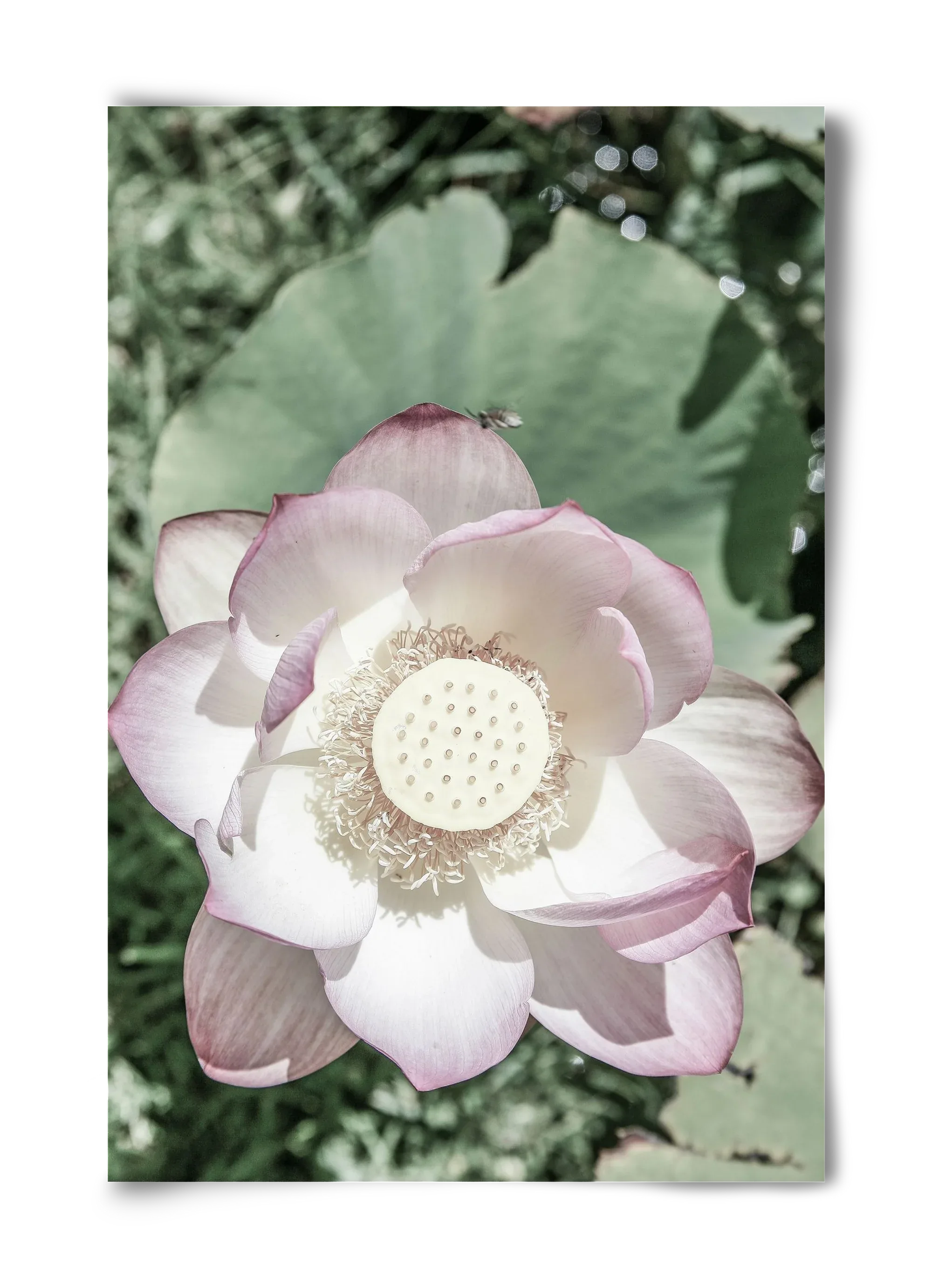 Lotus - artbridge