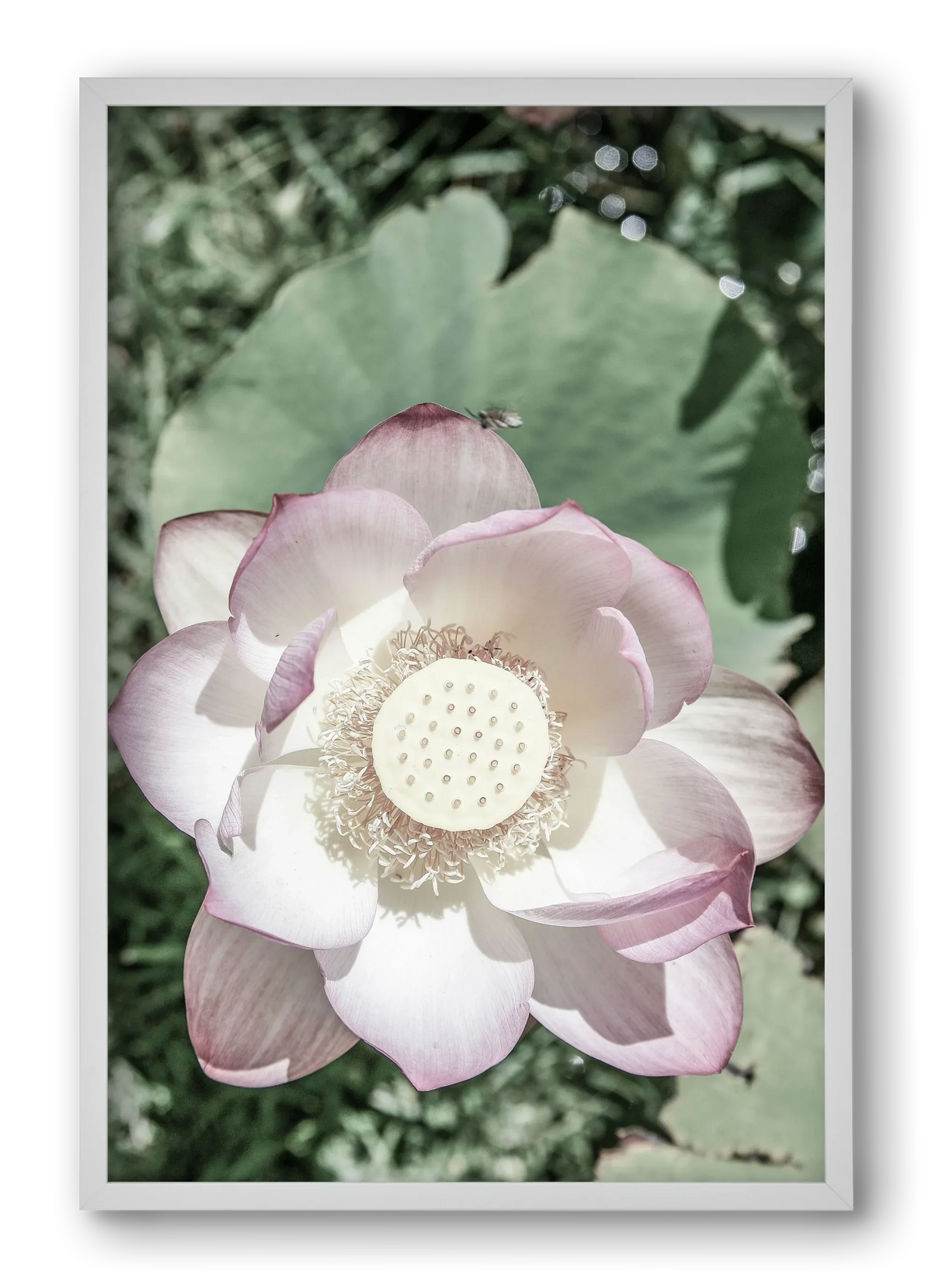 Lotus - artbridge