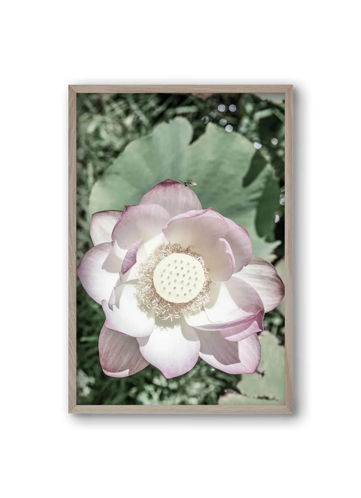 Lotus - artbridge