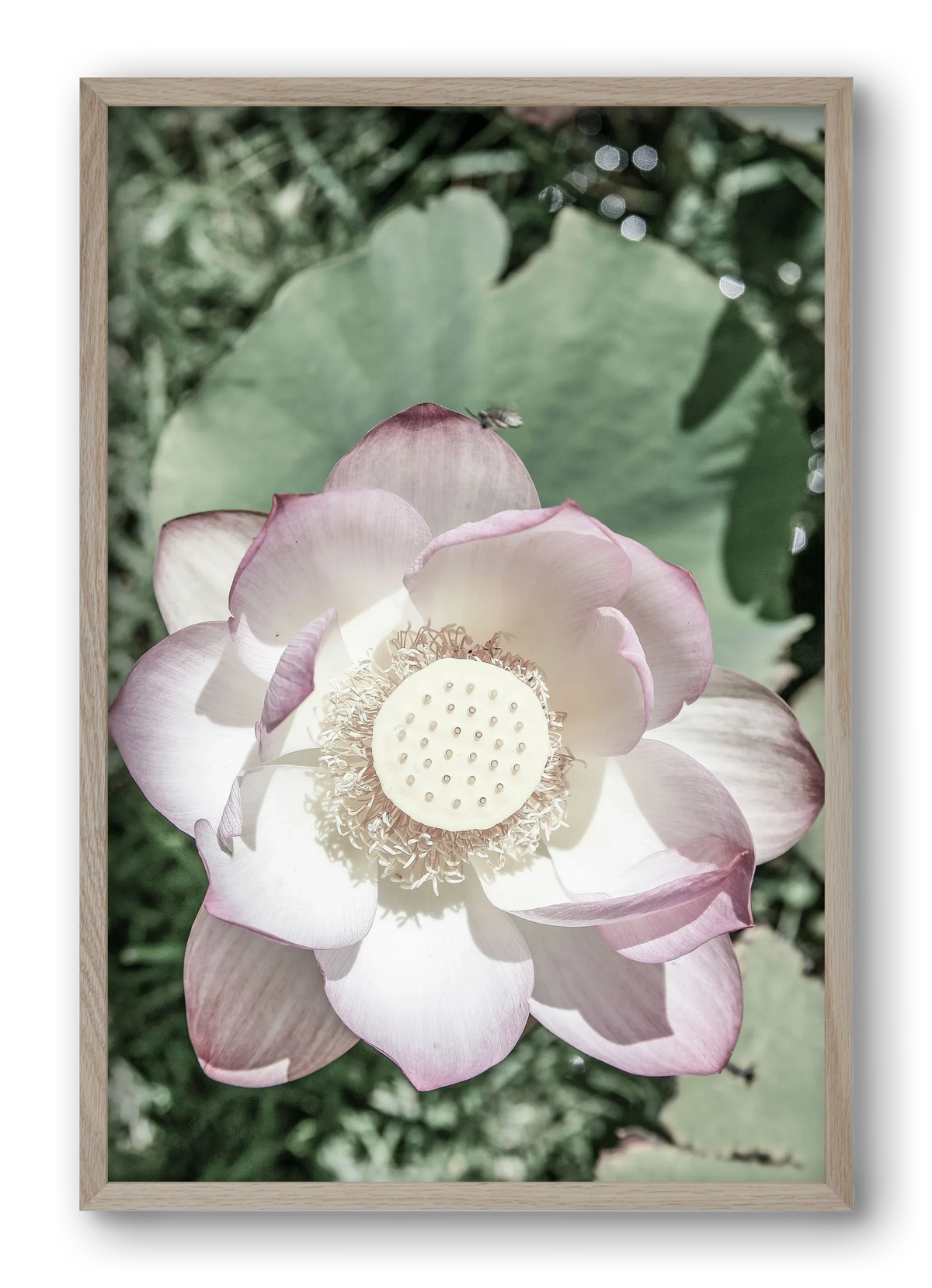 Lotus - artbridge
