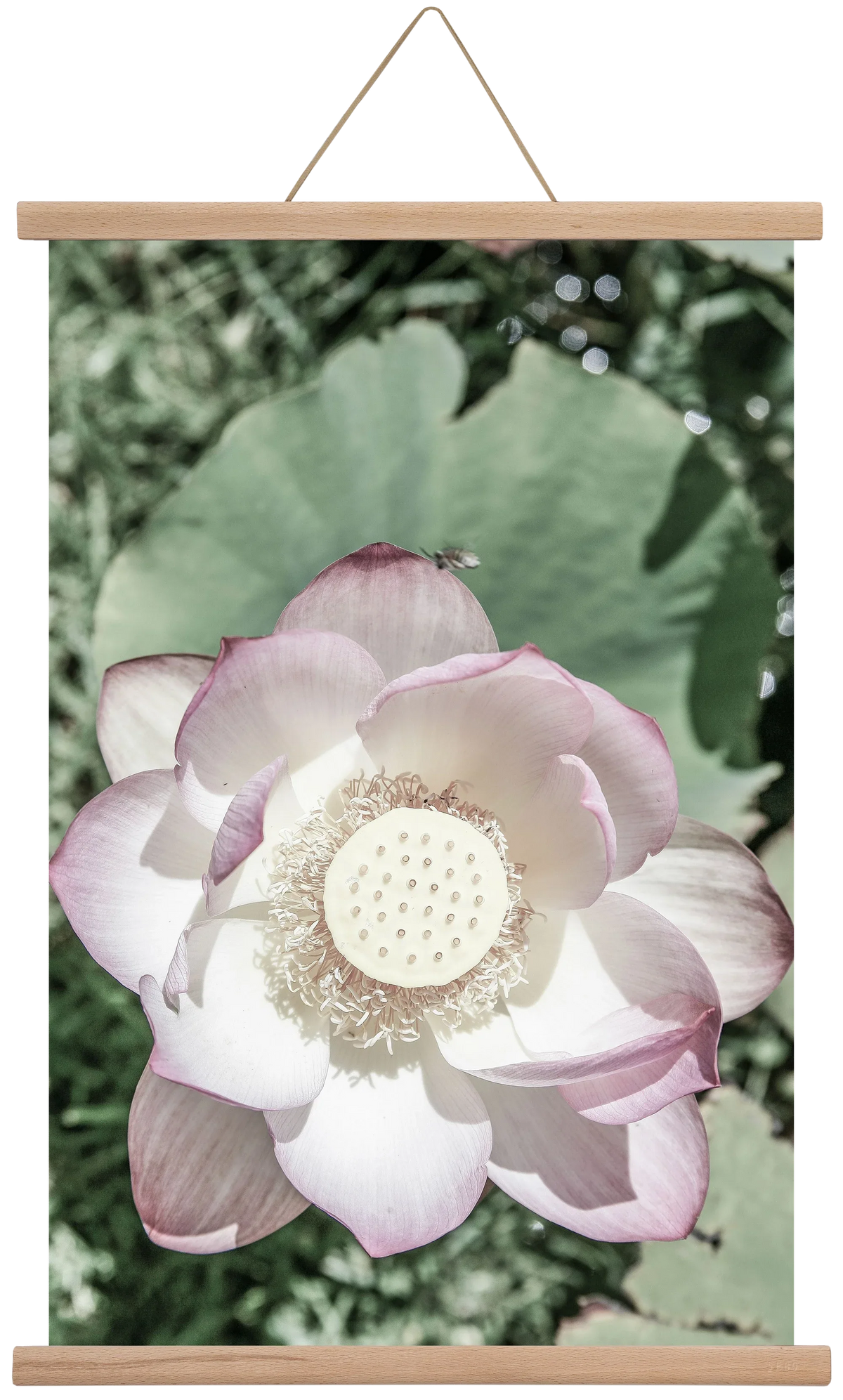 Lotus - artbridge