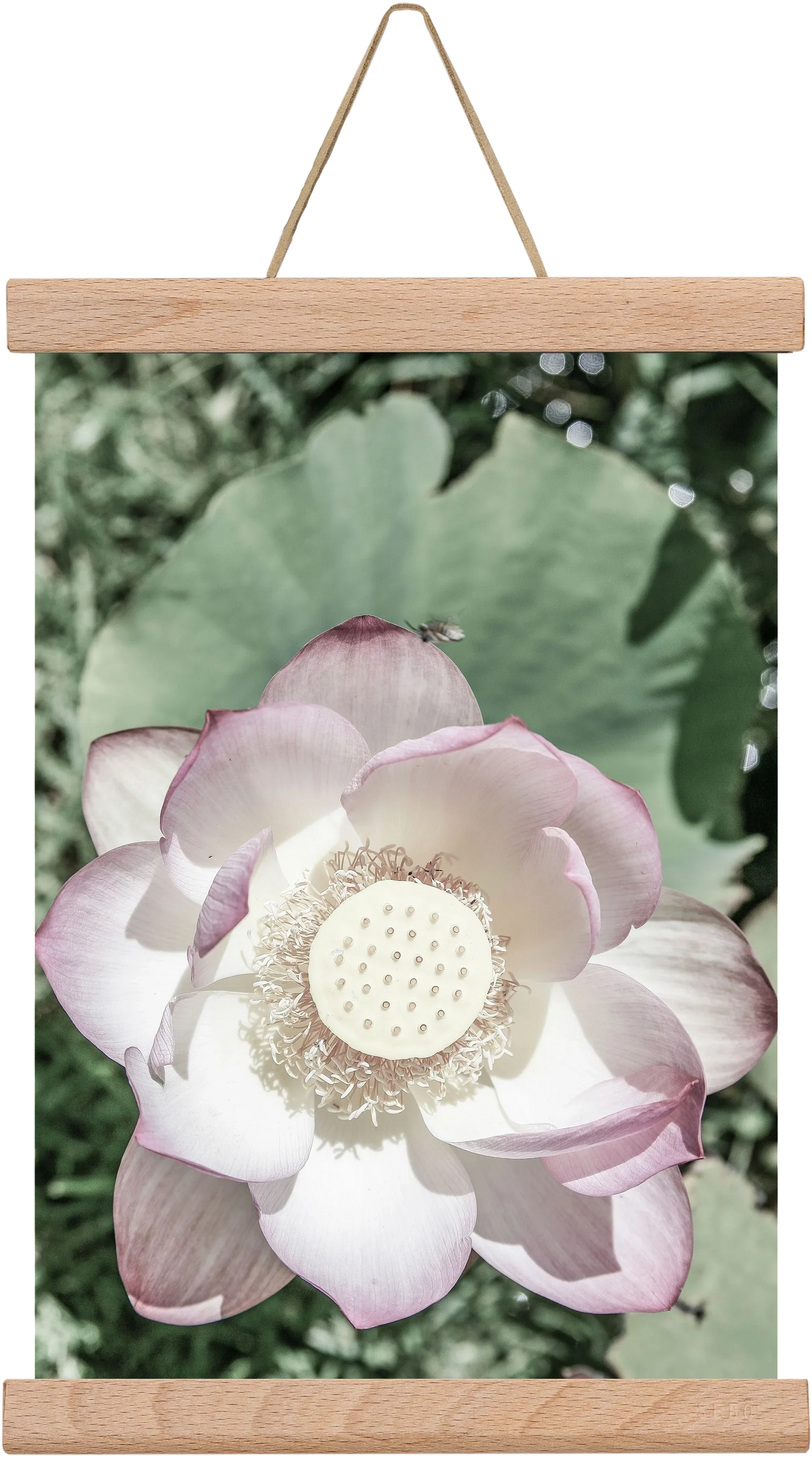 Lotus - artbridge
