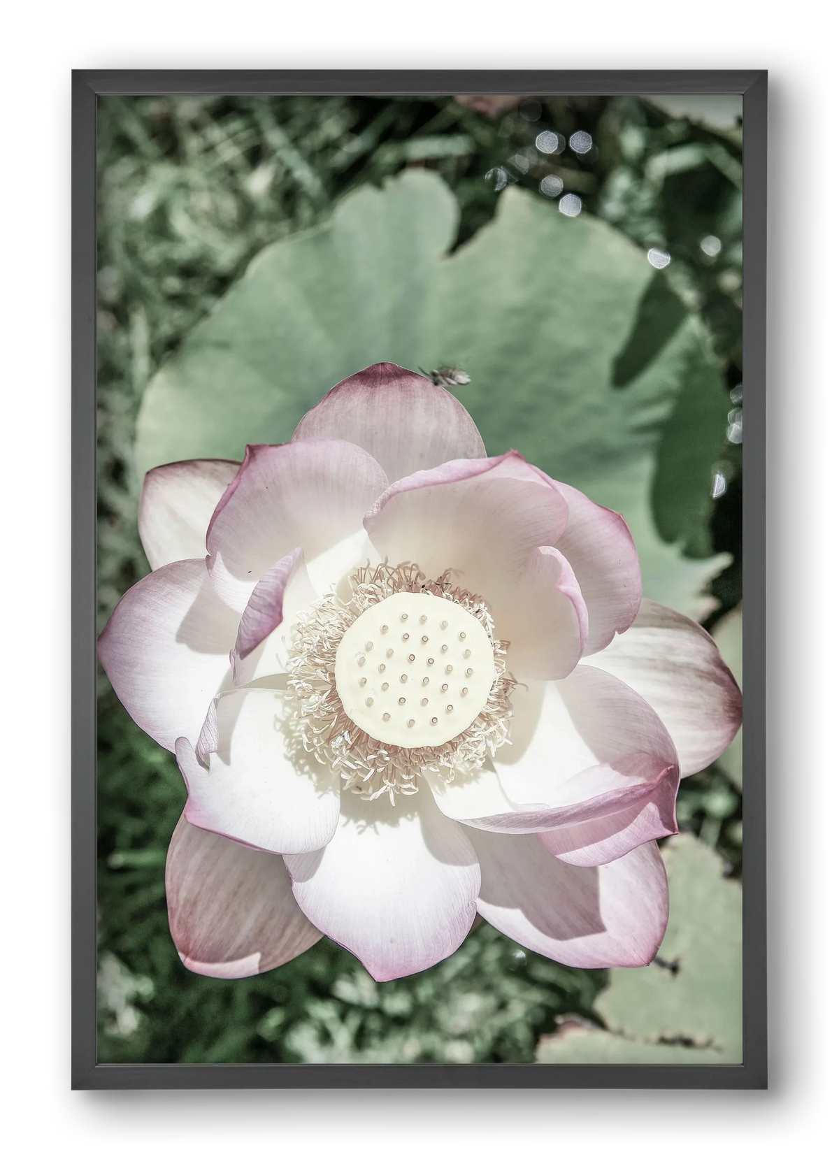 Lotus - artbridge