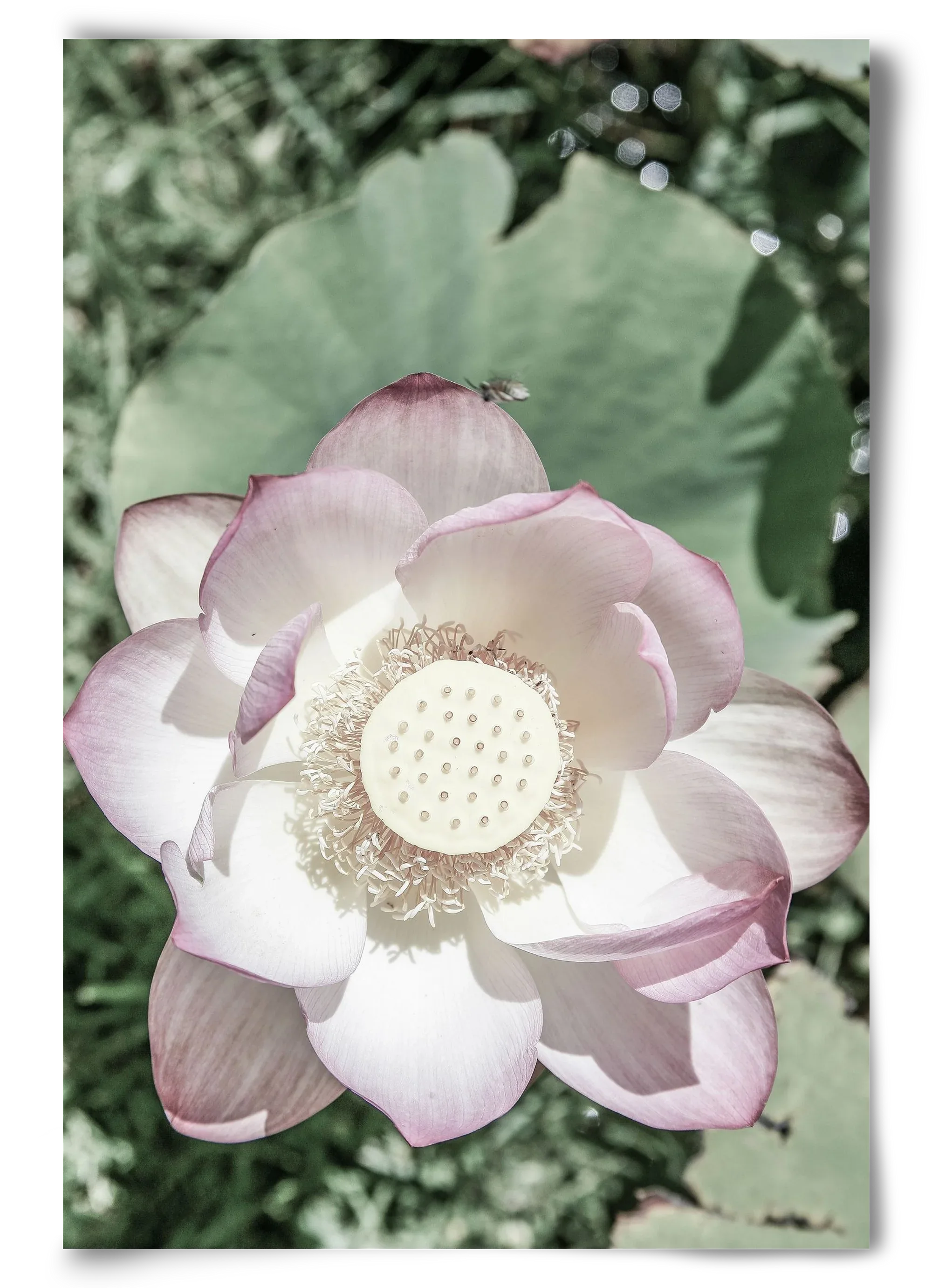 Lotus - artbridge