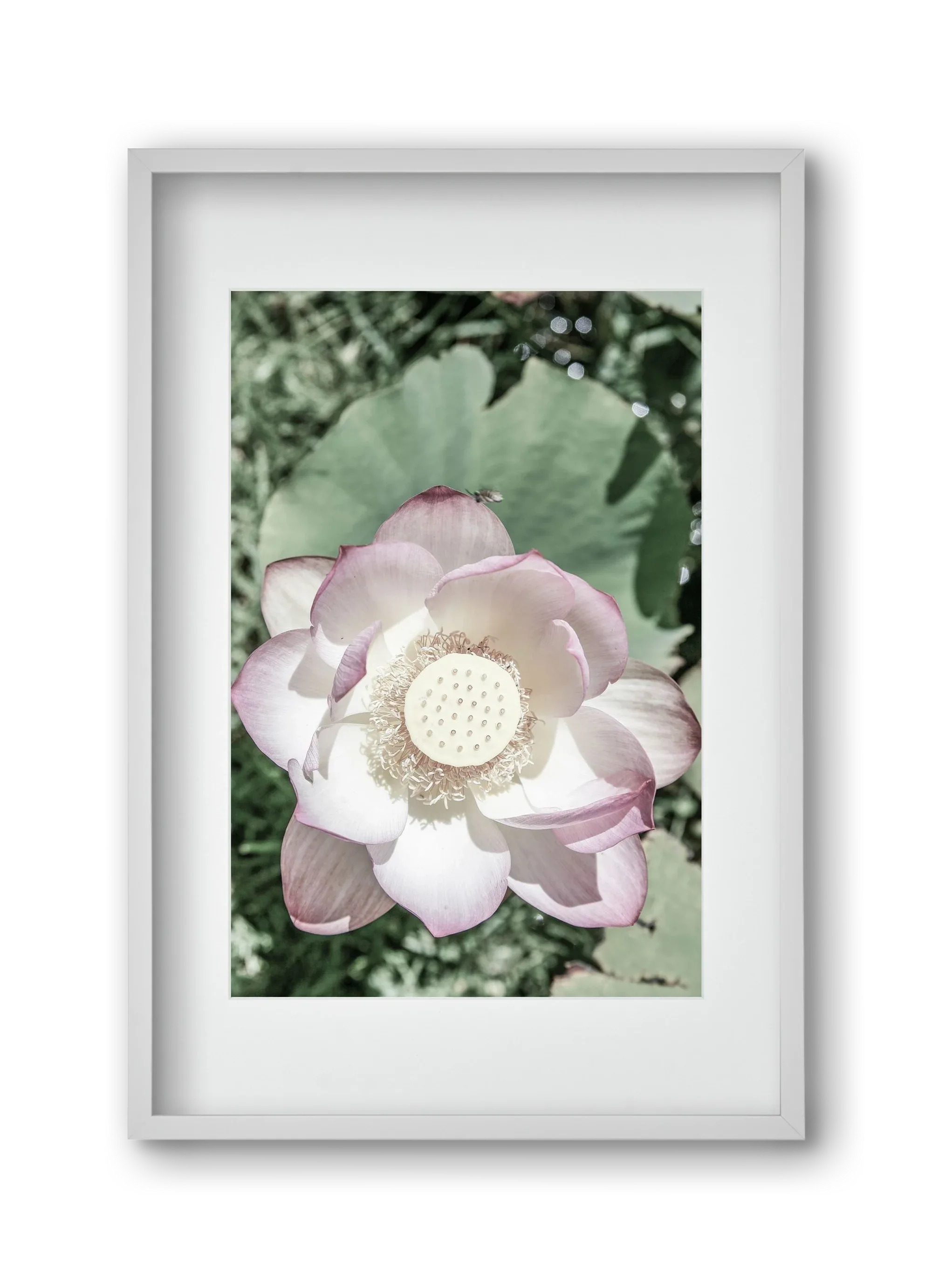 Lotus - artbridge