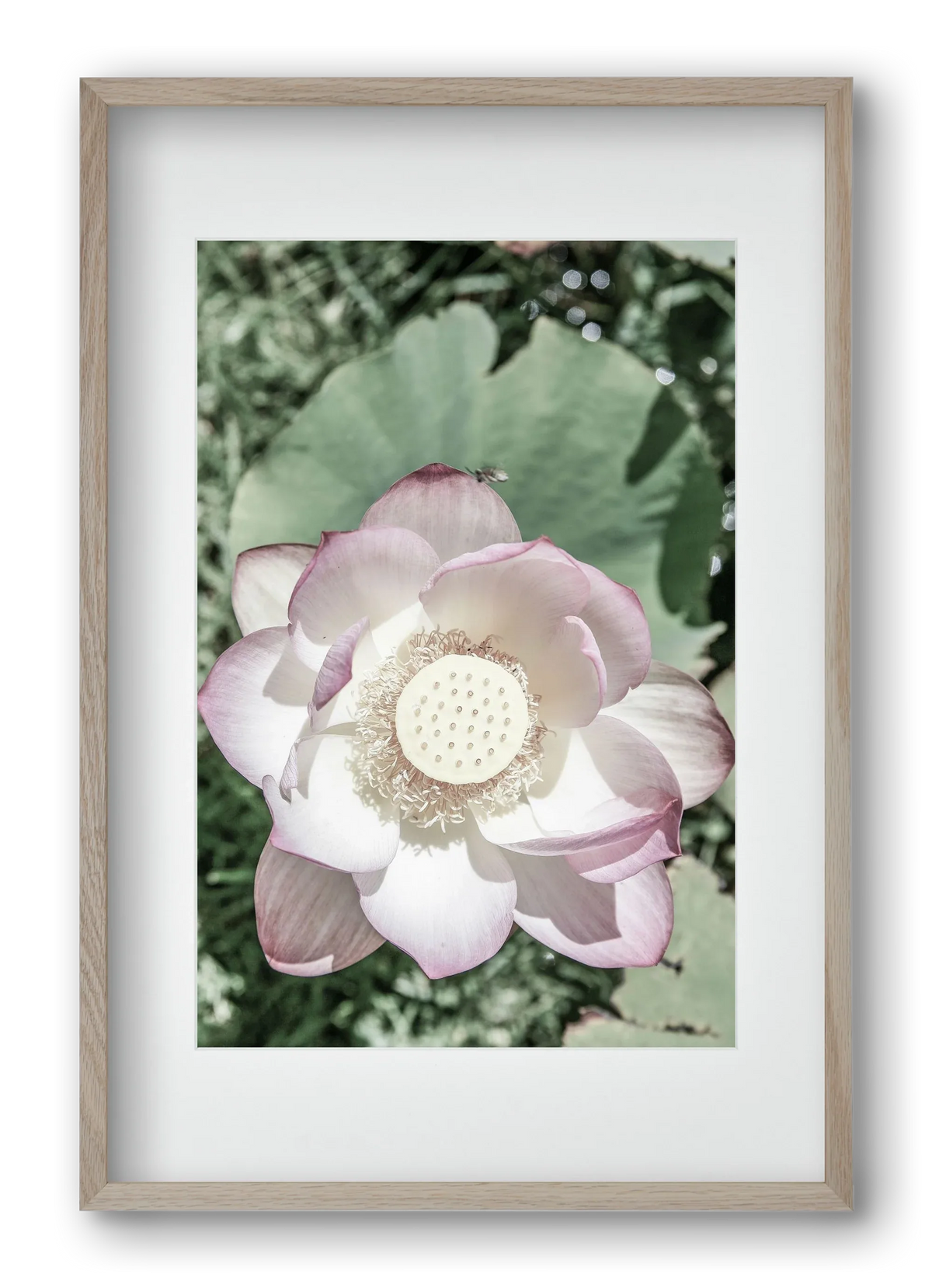 Lotus - artbridge
