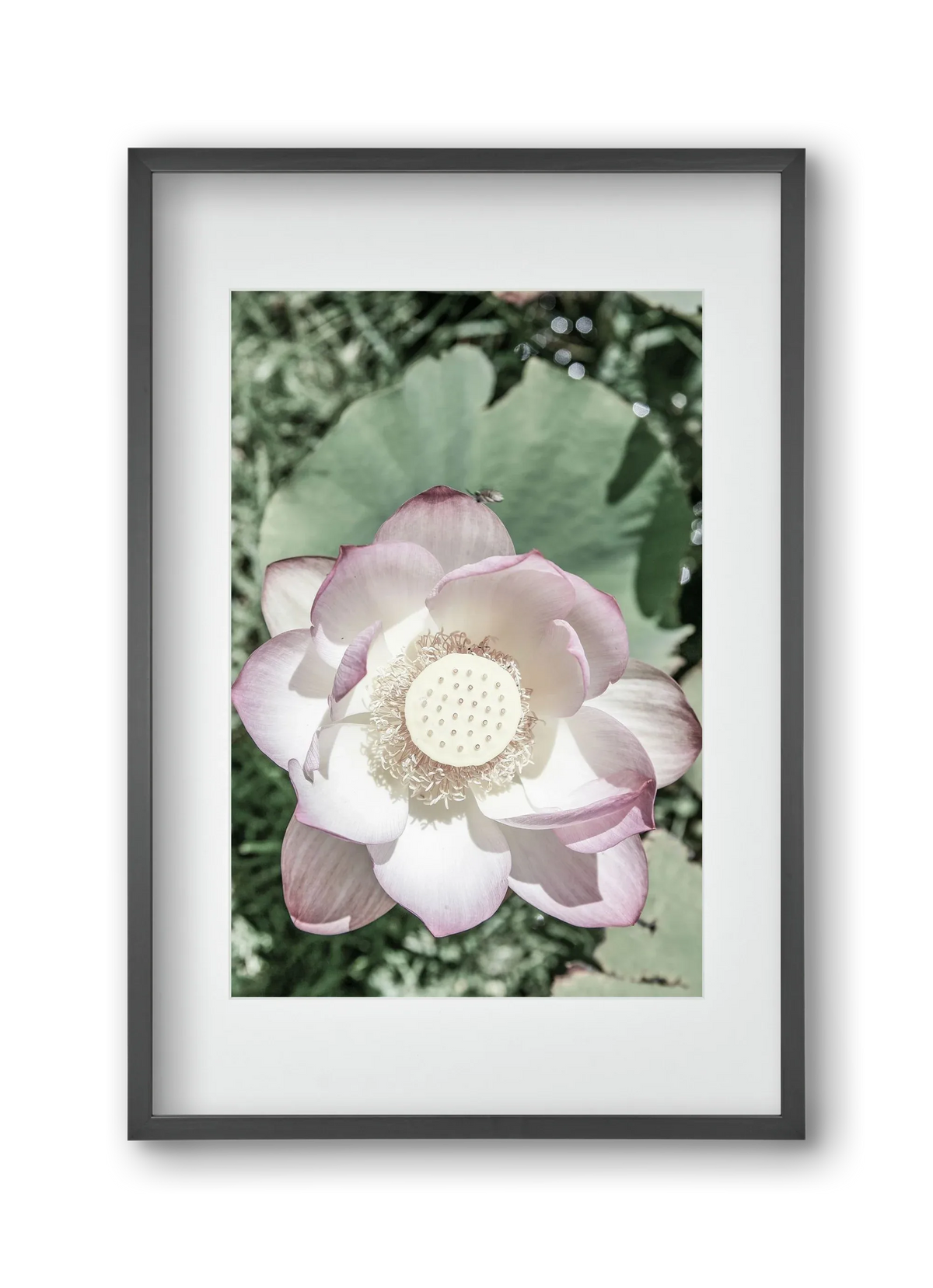 Lotus - artbridge
