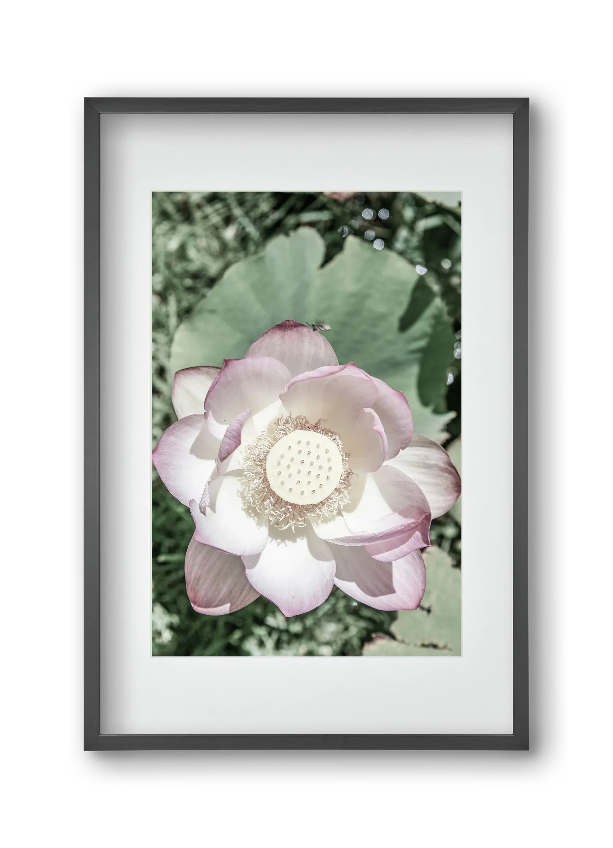 Lotus - artbridge
