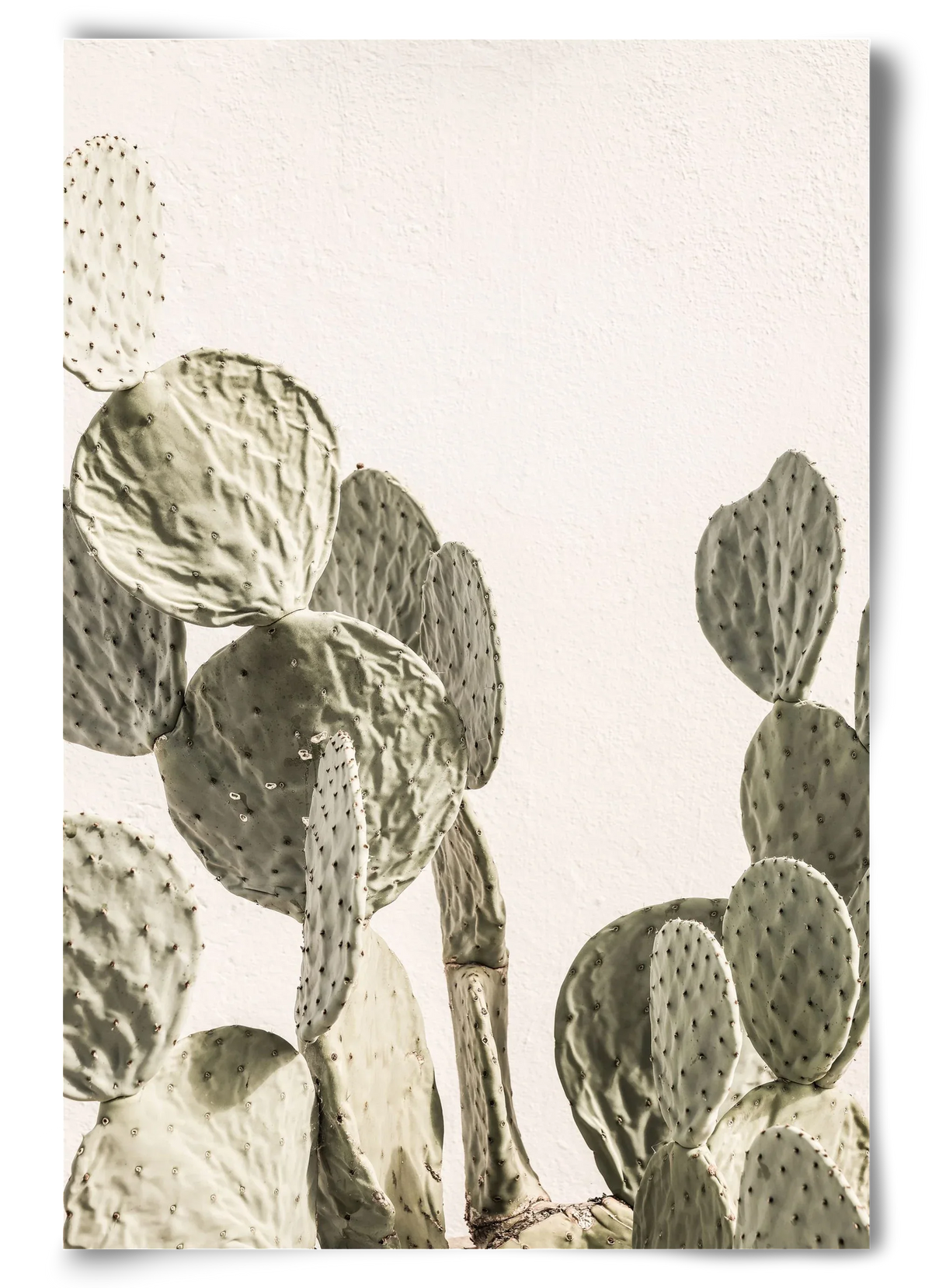 Mexi cactus - artbridge