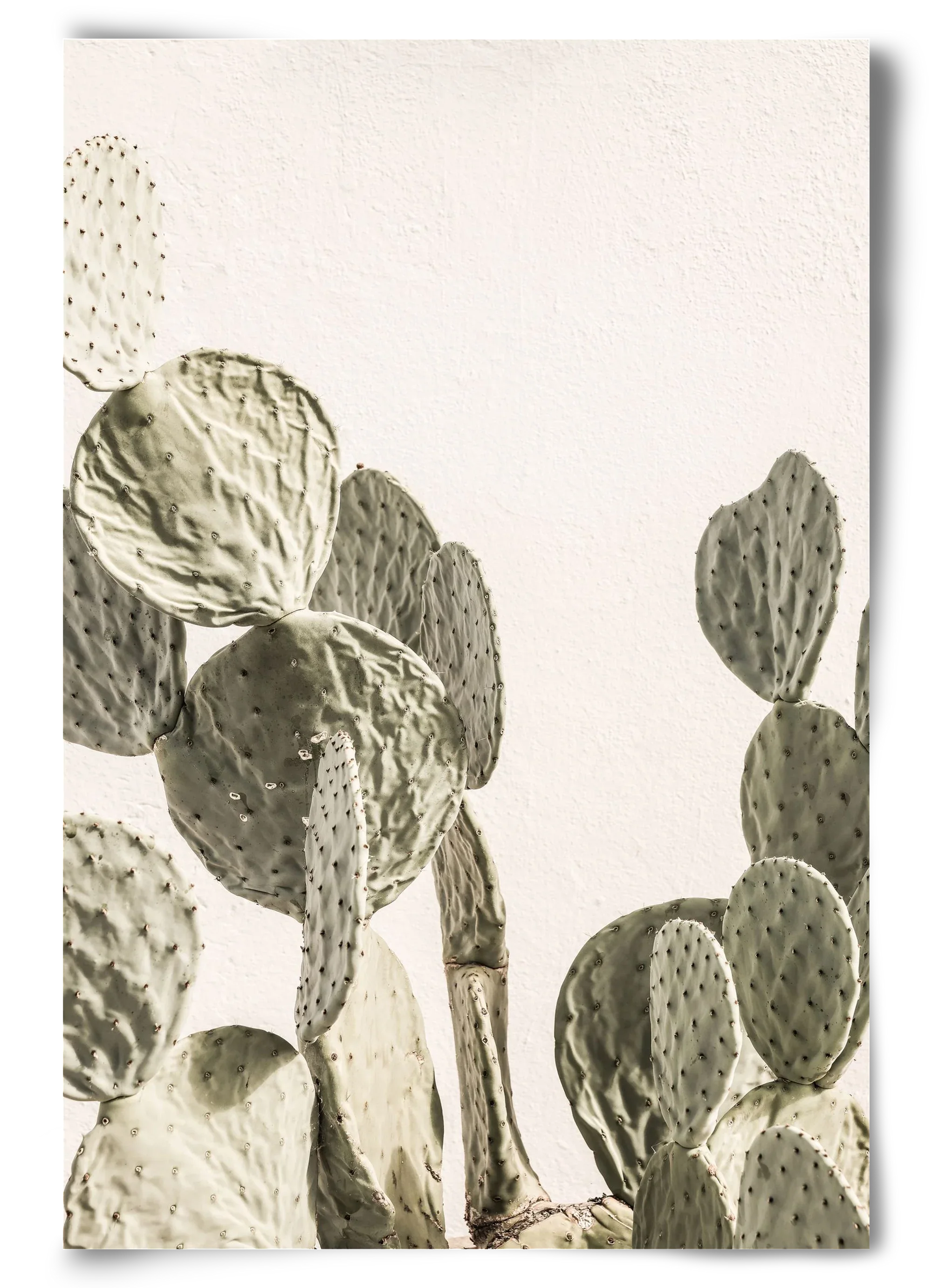 Mexi cactus - artbridge