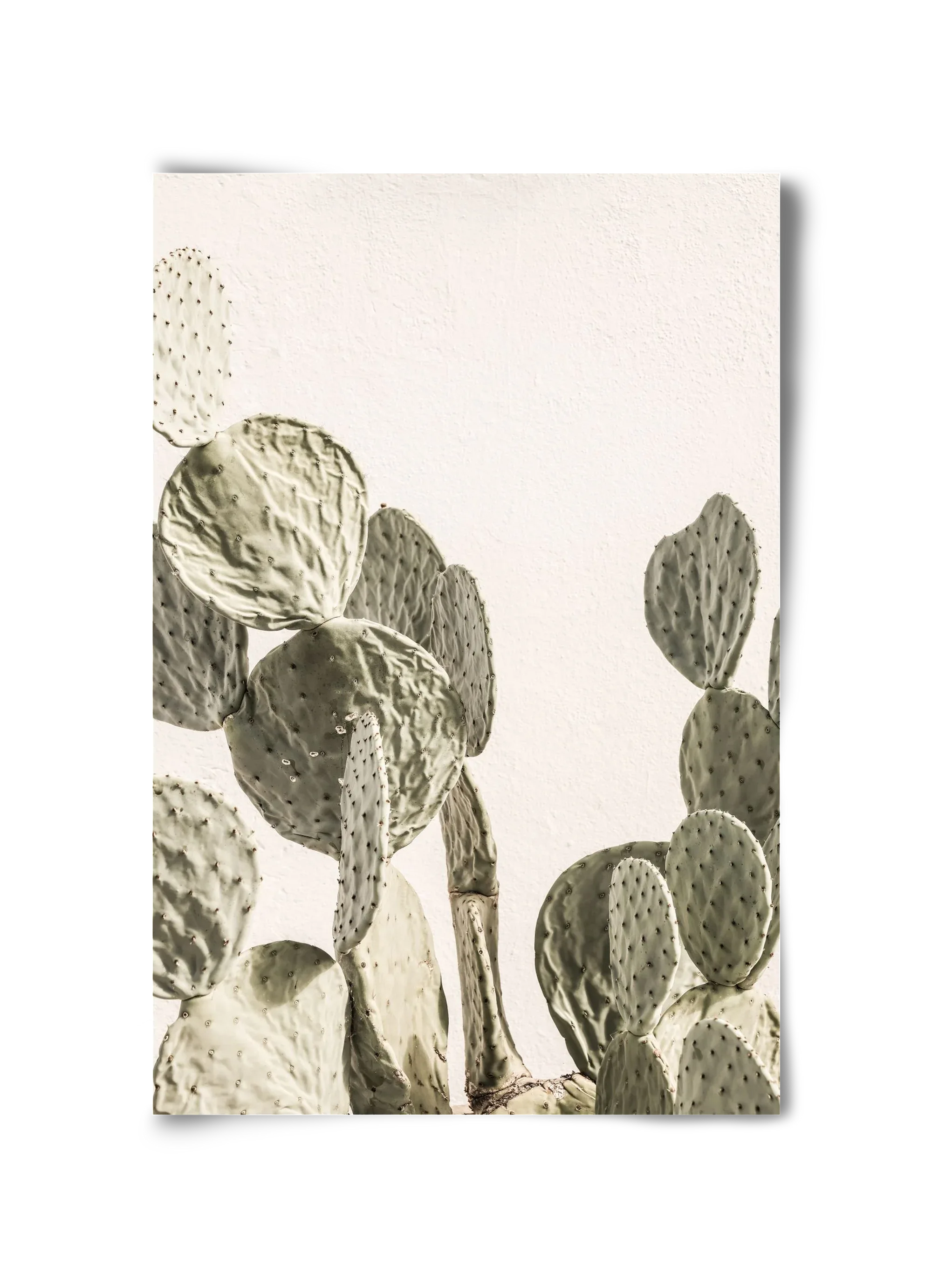 Mexi cactus - artbridge