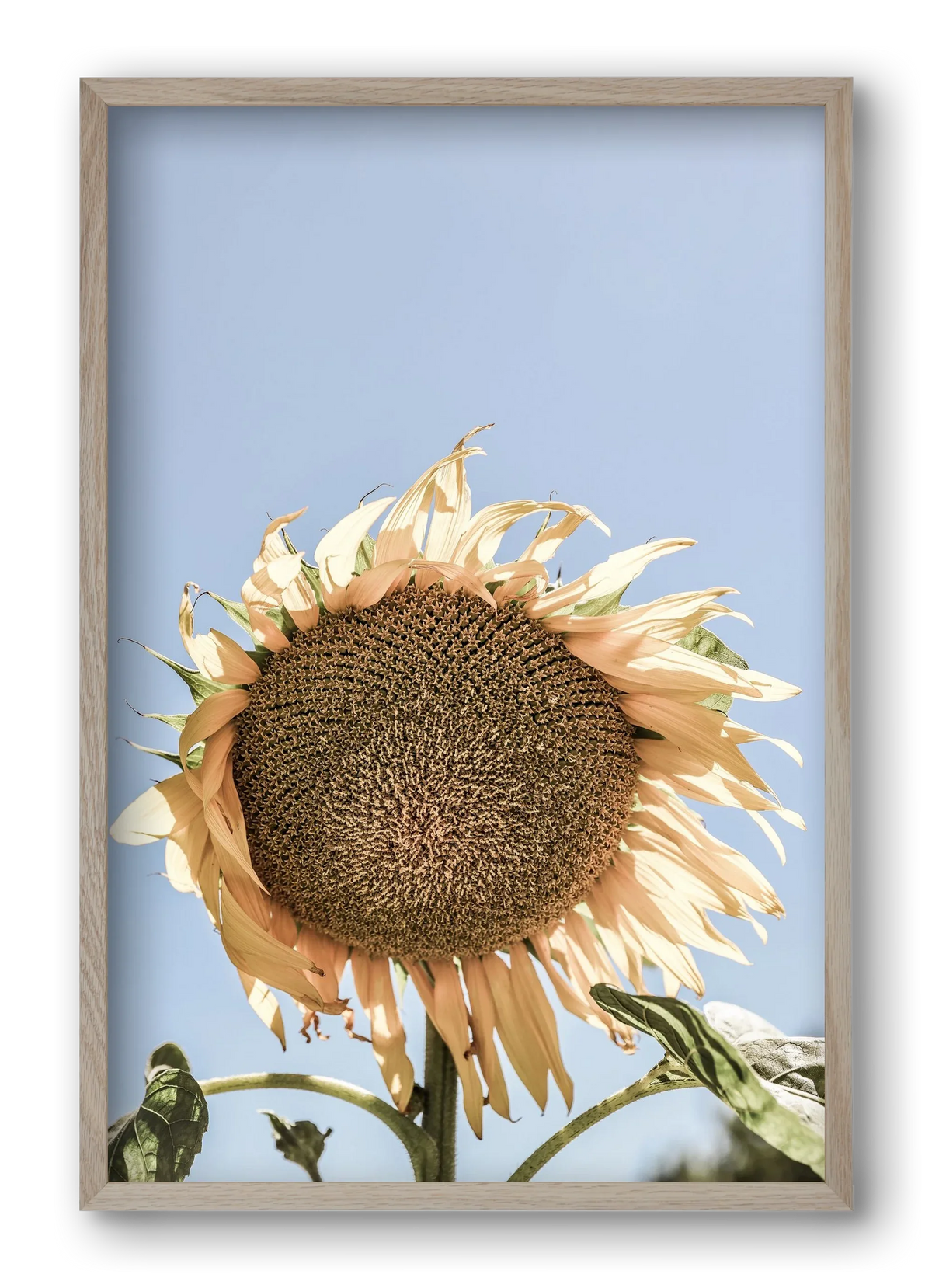 Sunny bloom - artbridge