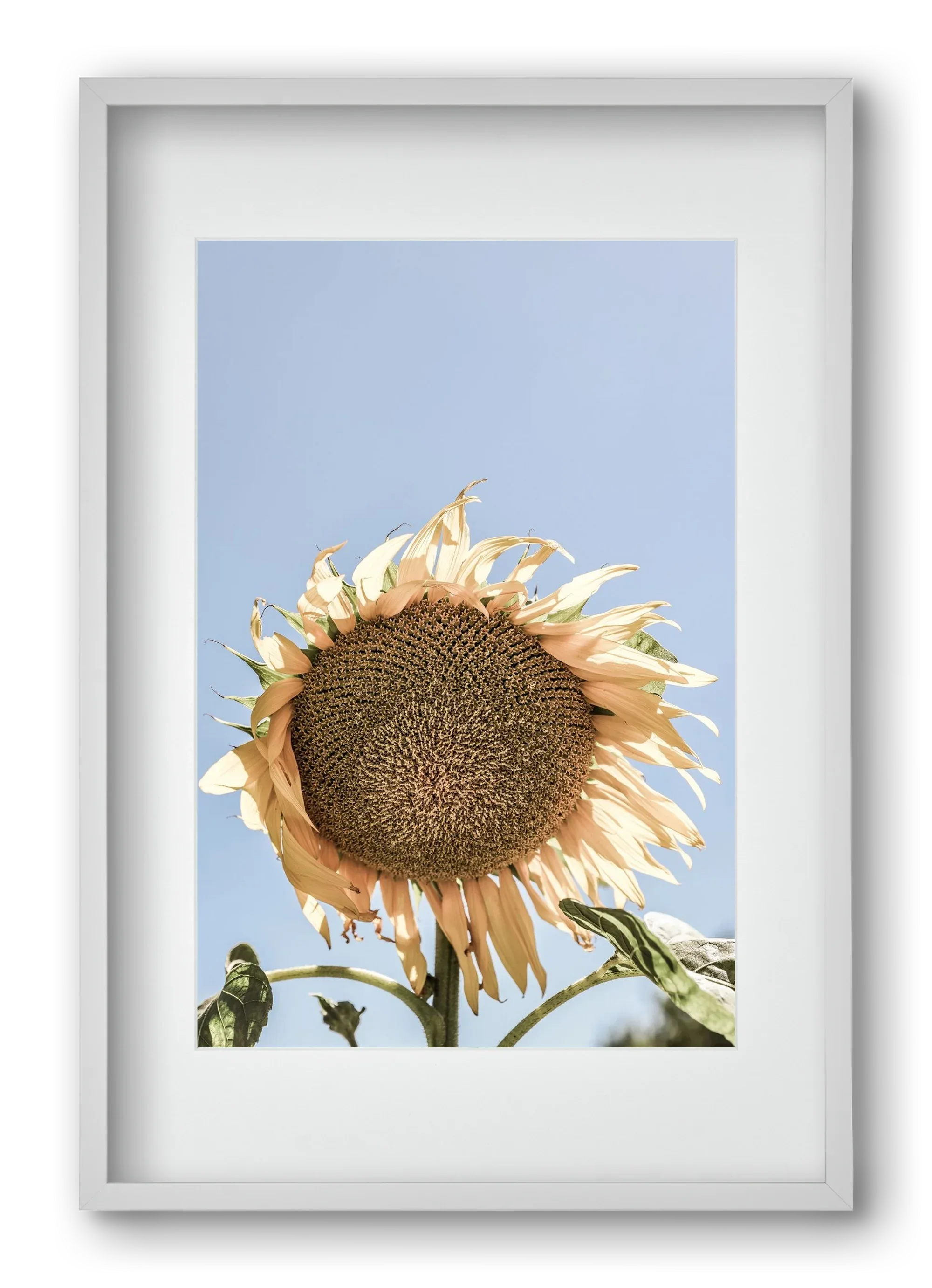 Sunny bloom - artbridge