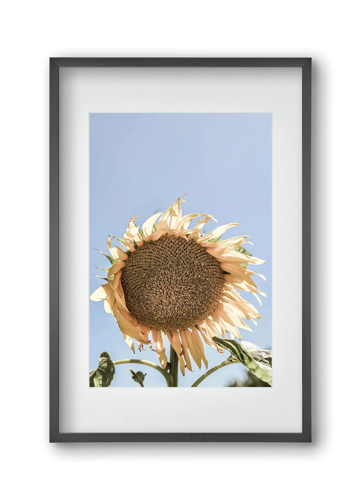 Sunny bloom - artbridge