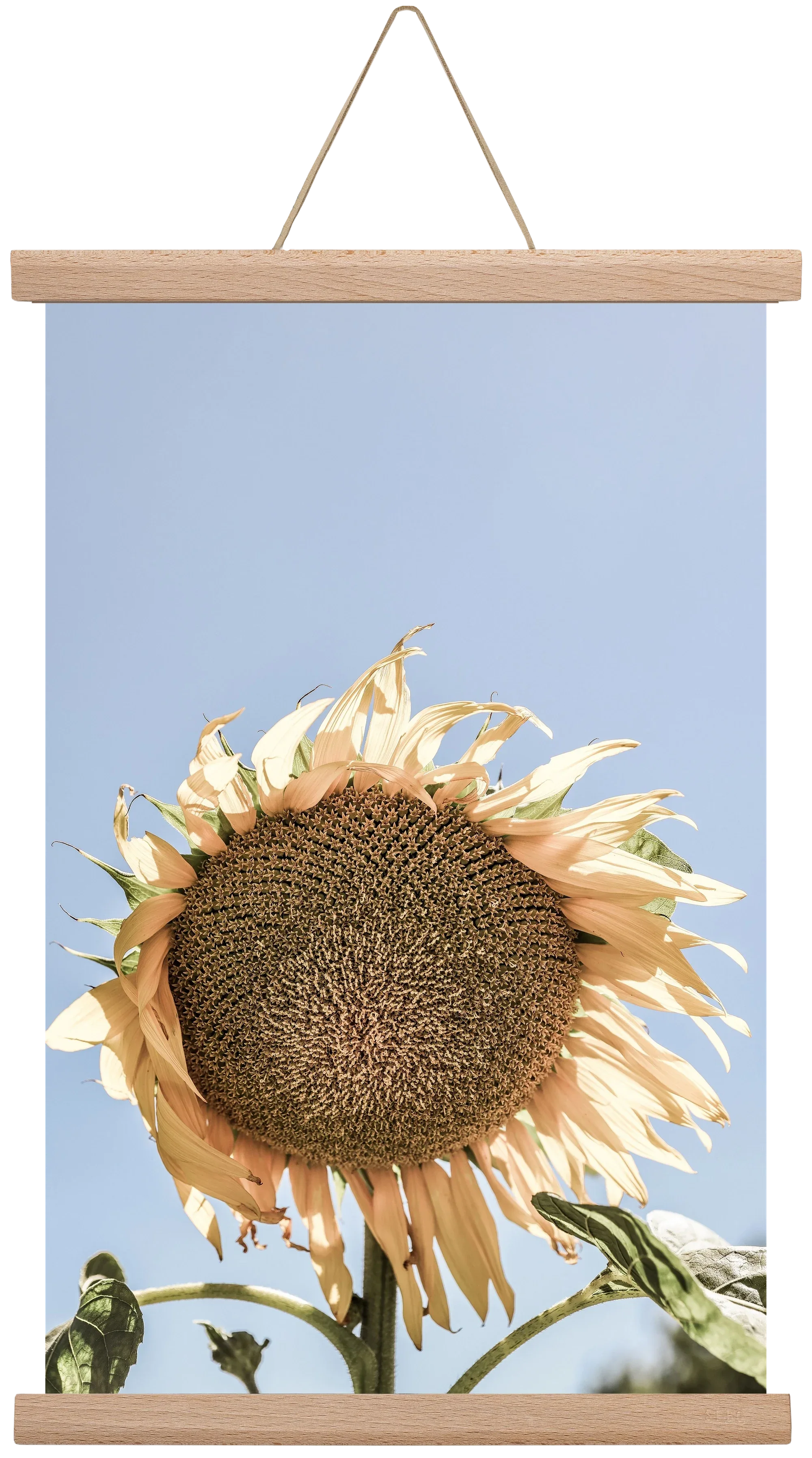 Sunny bloom - artbridge