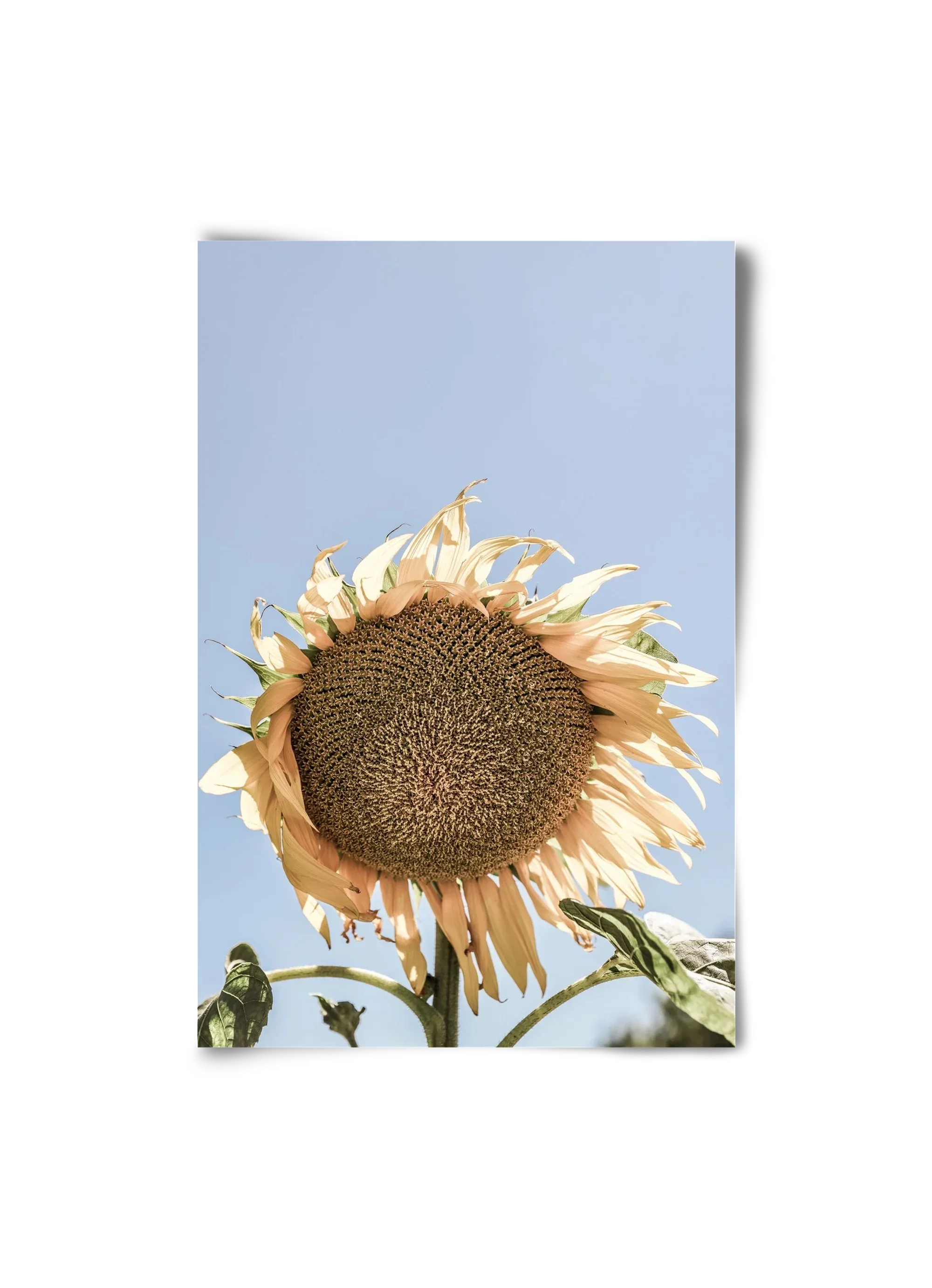 Sunny bloom - artbridge