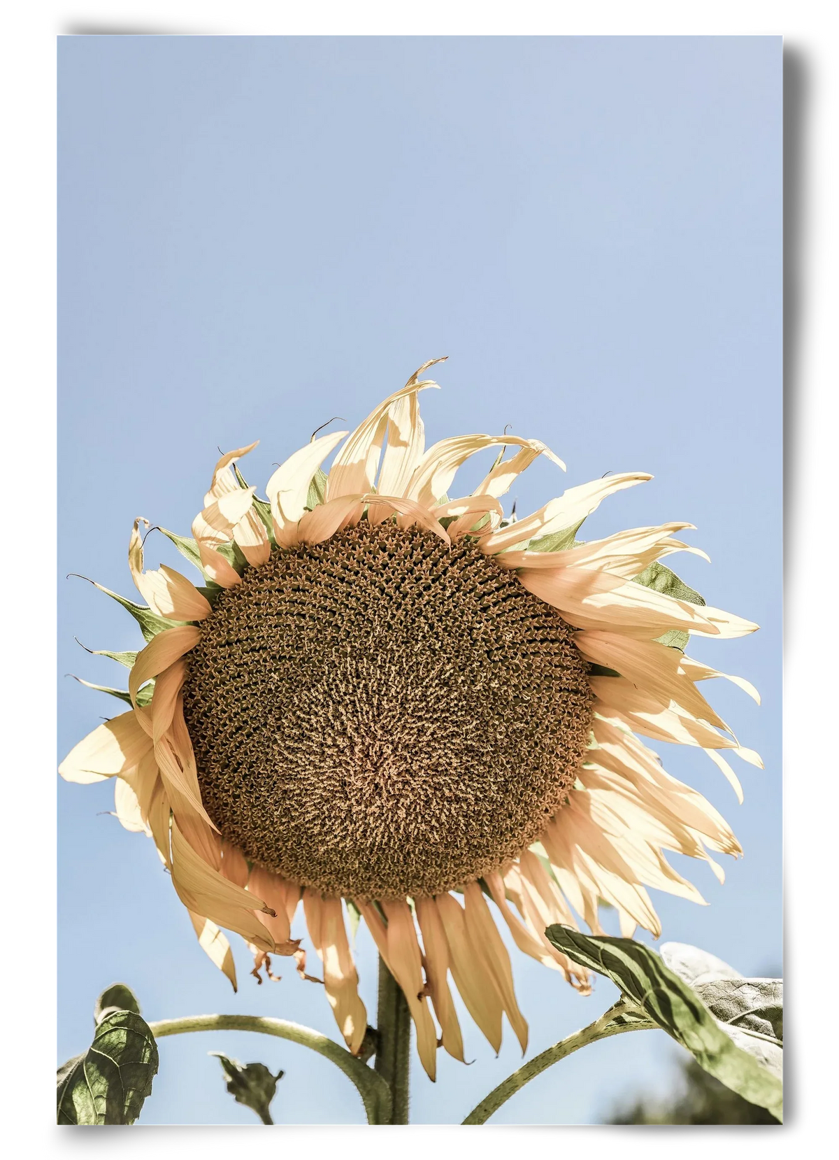 Sunny bloom - artbridge