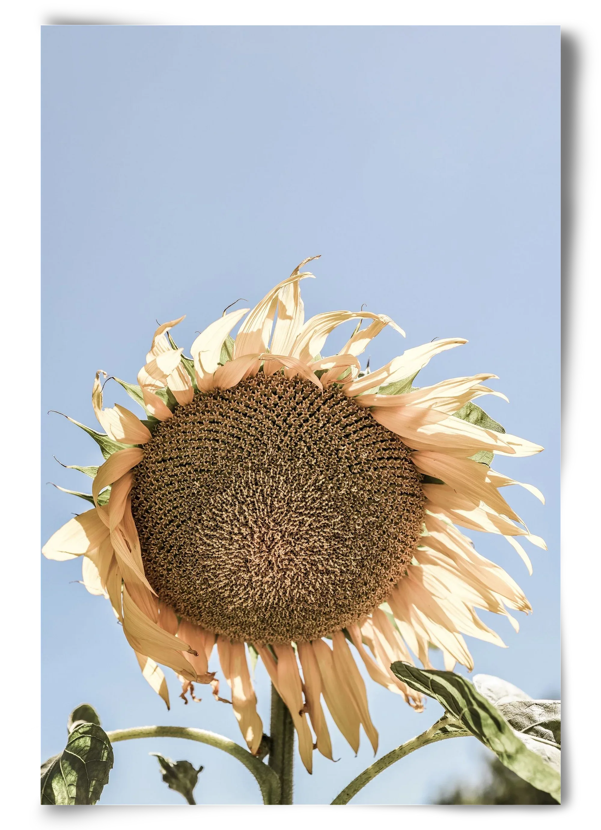 Sunny bloom - artbridge