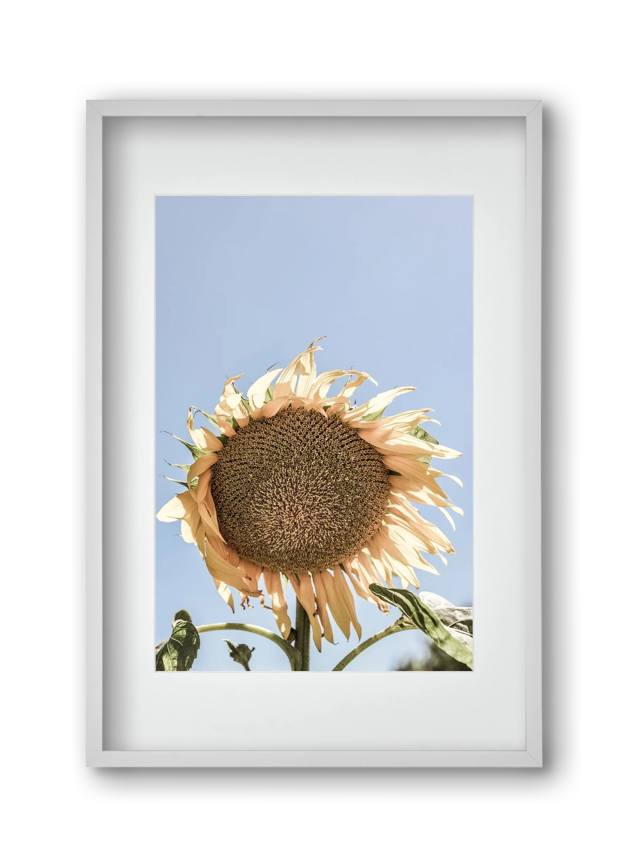 Sunny bloom - artbridge
