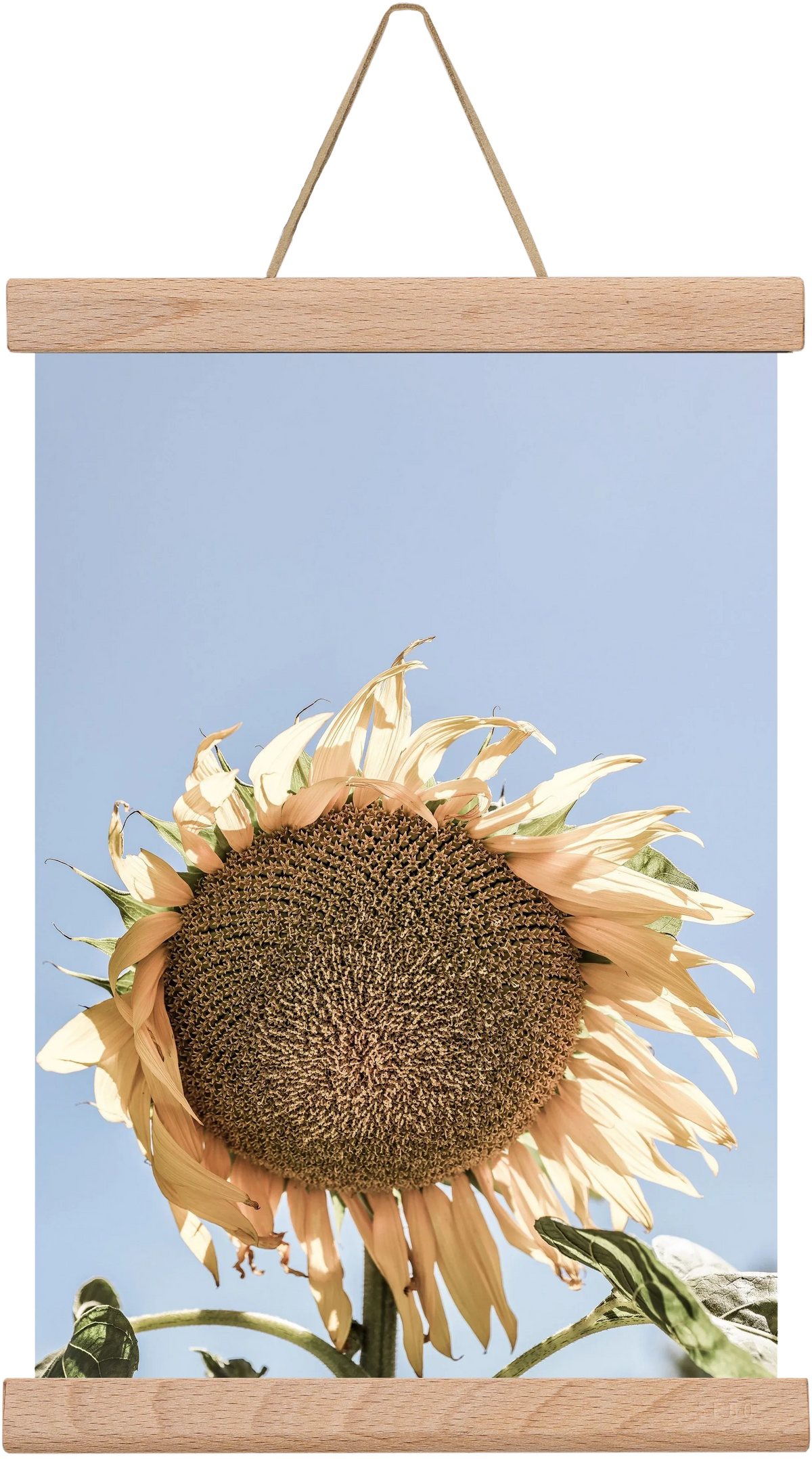 Sunny bloom - artbridge
