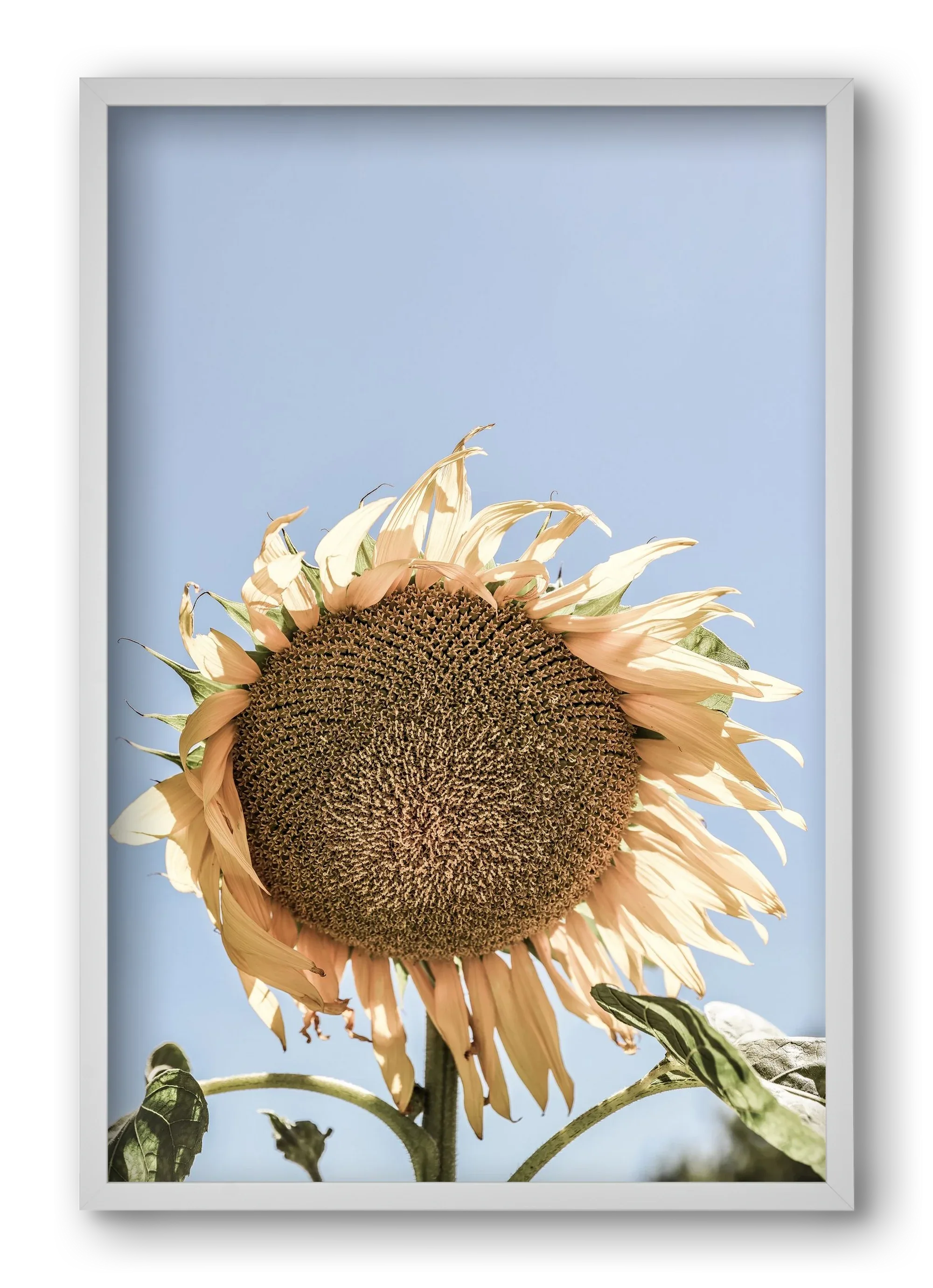 Sunny bloom - artbridge