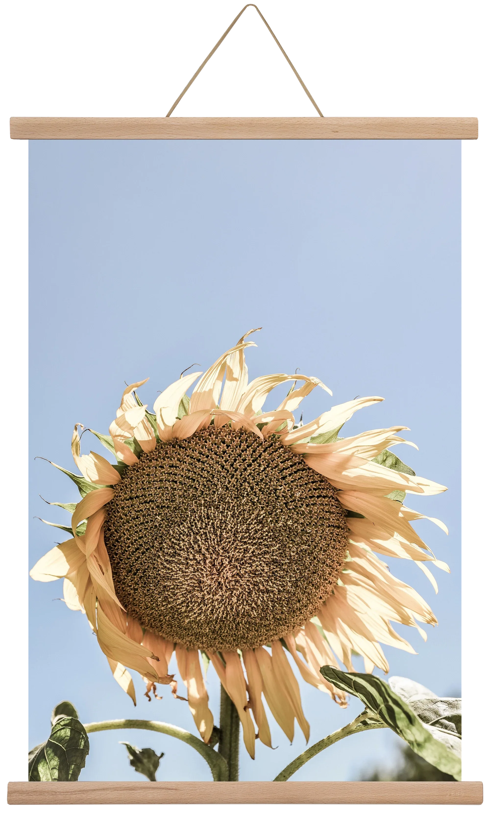 Sunny bloom - artbridge