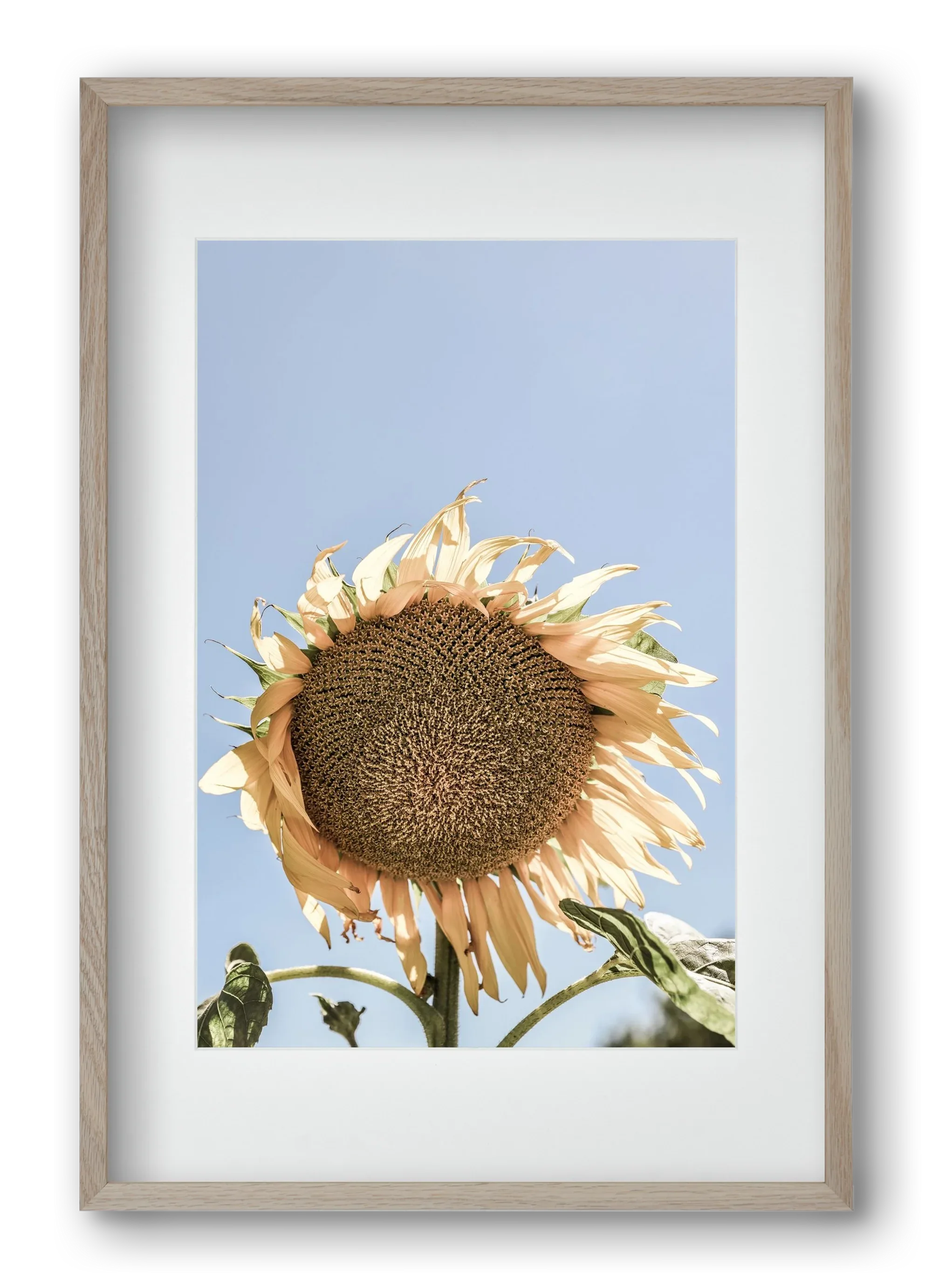 Sunny bloom - artbridge