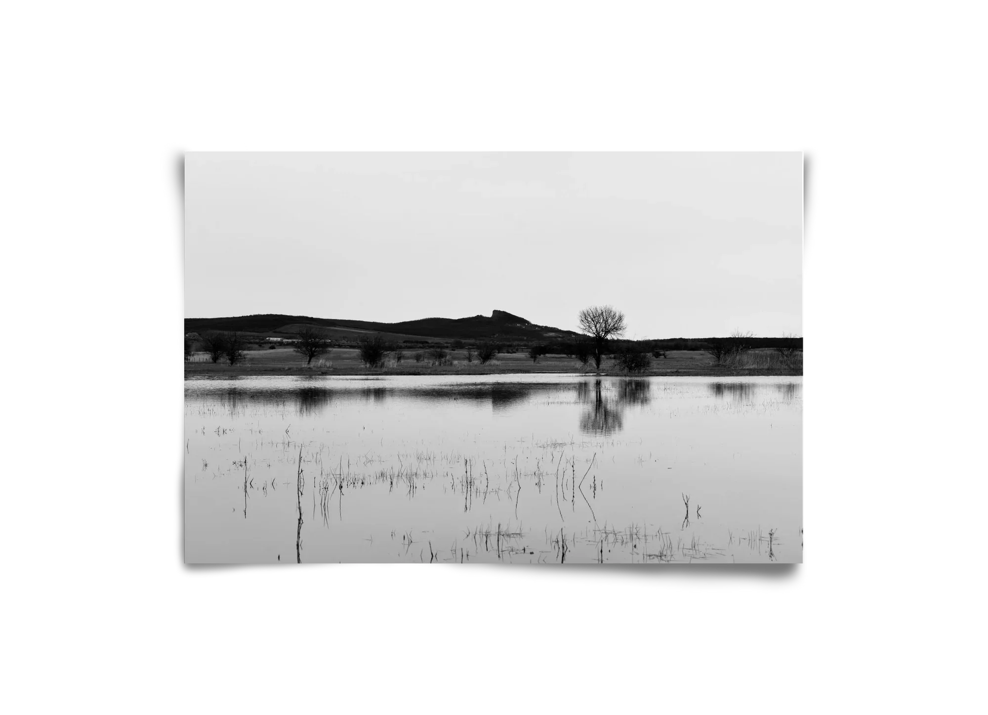 sharp - artbridge