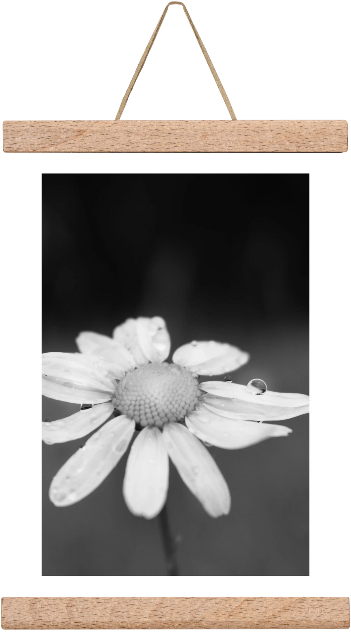 Chamomile - artbridge