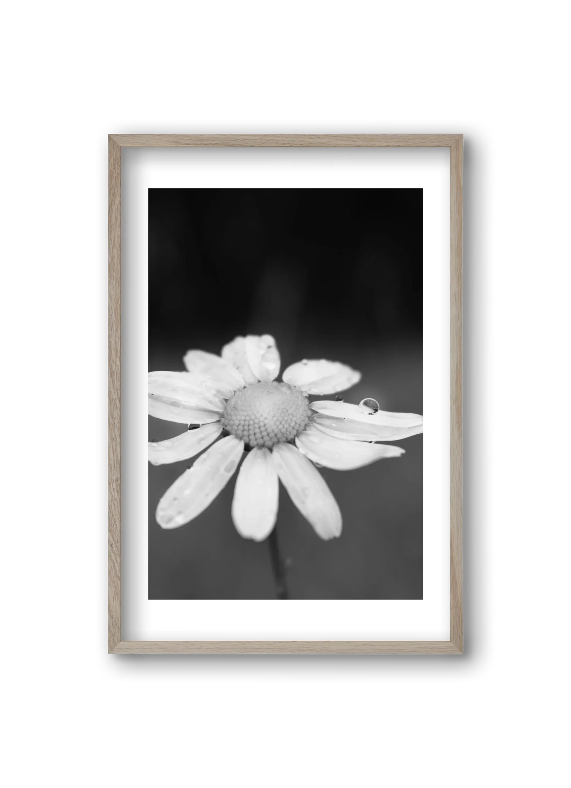 Chamomile - artbridge