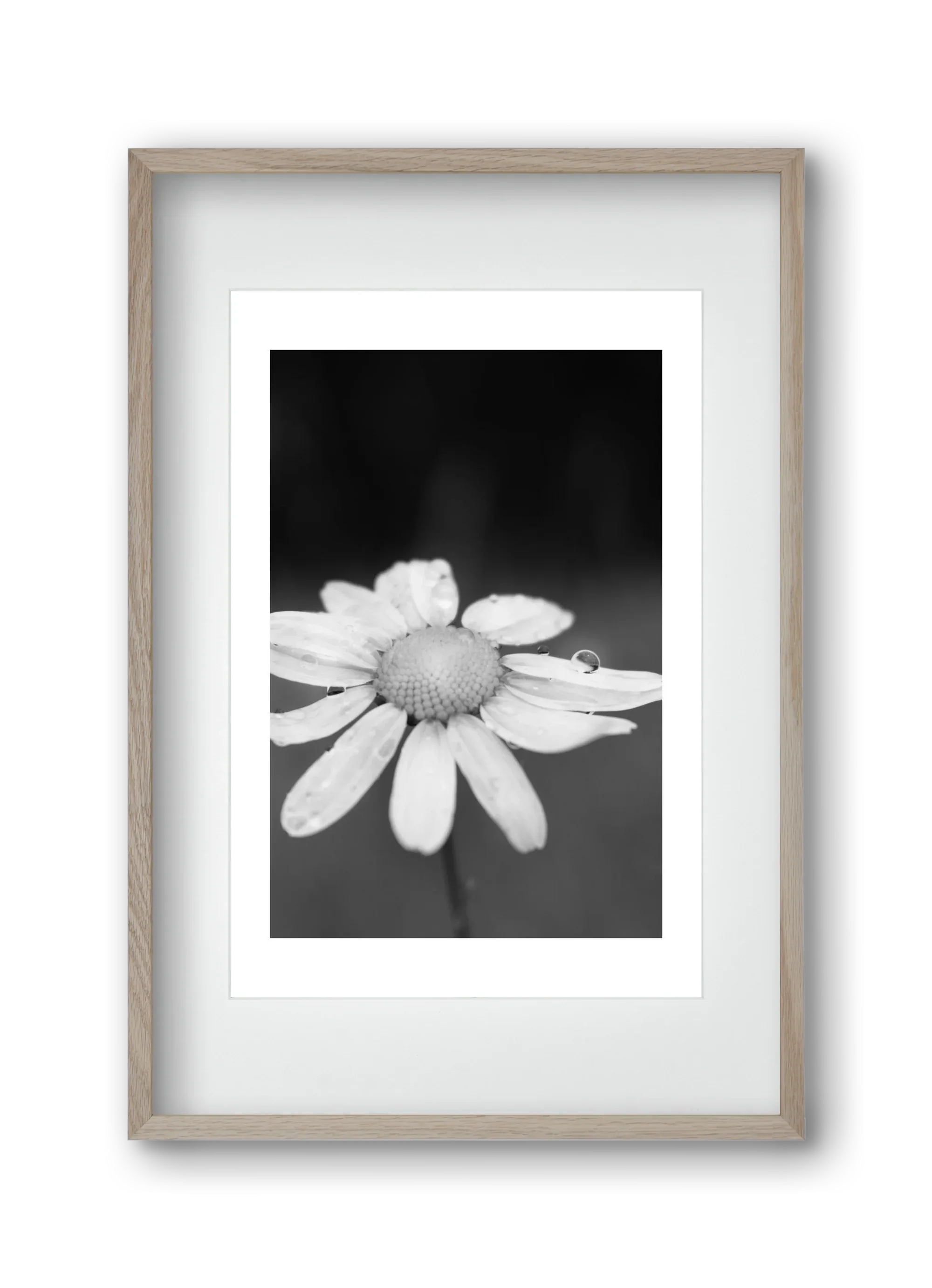 Chamomile - artbridge