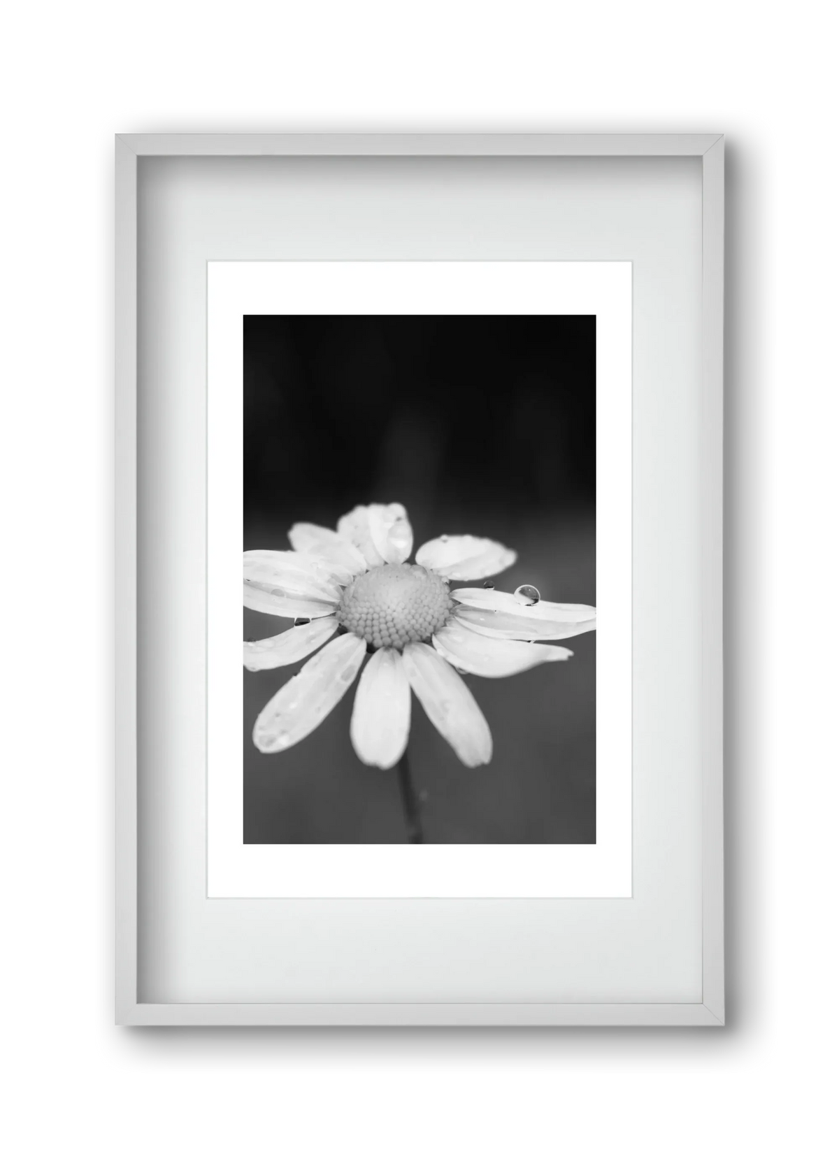 Chamomile - artbridge