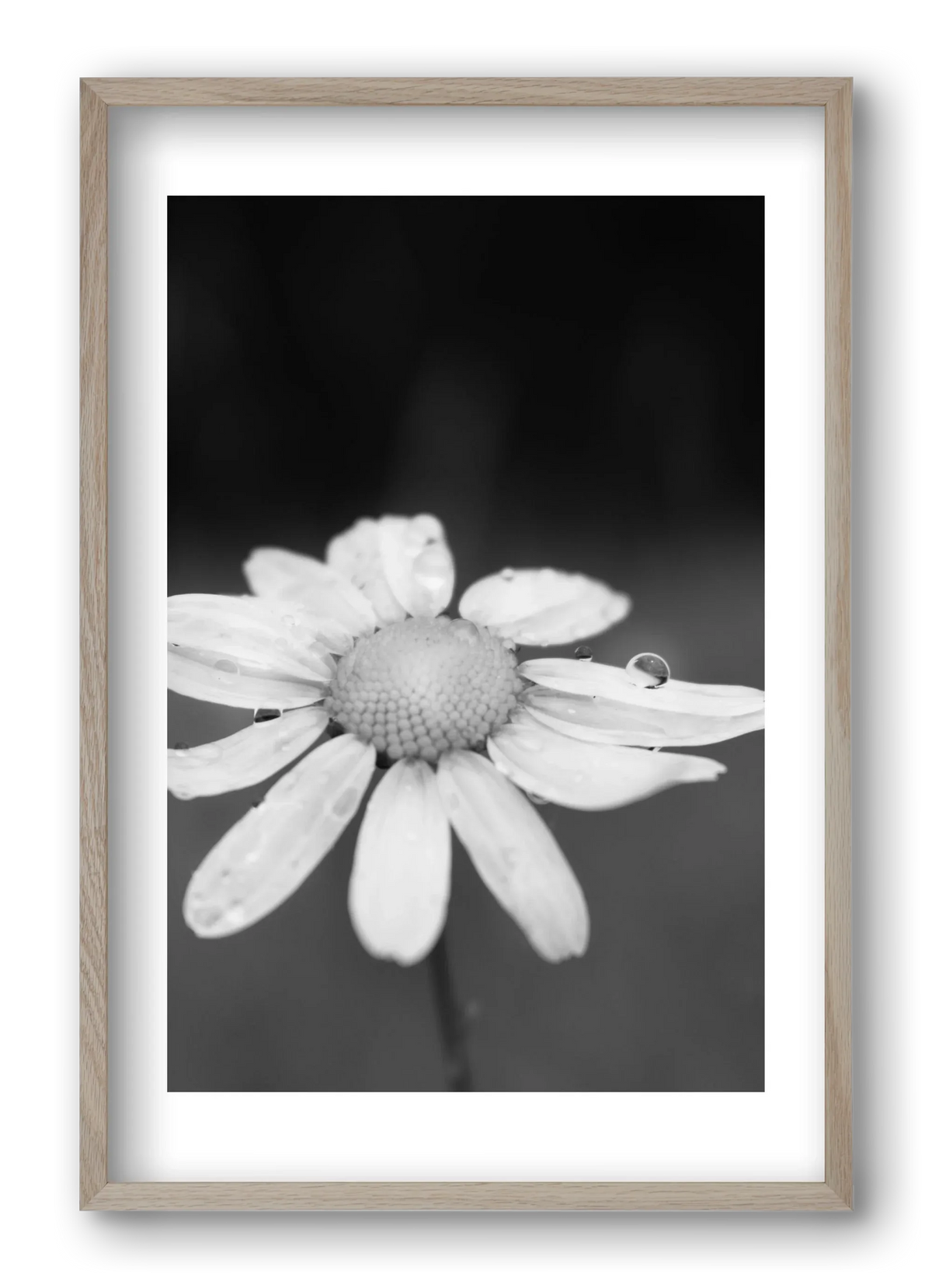 Chamomile - artbridge