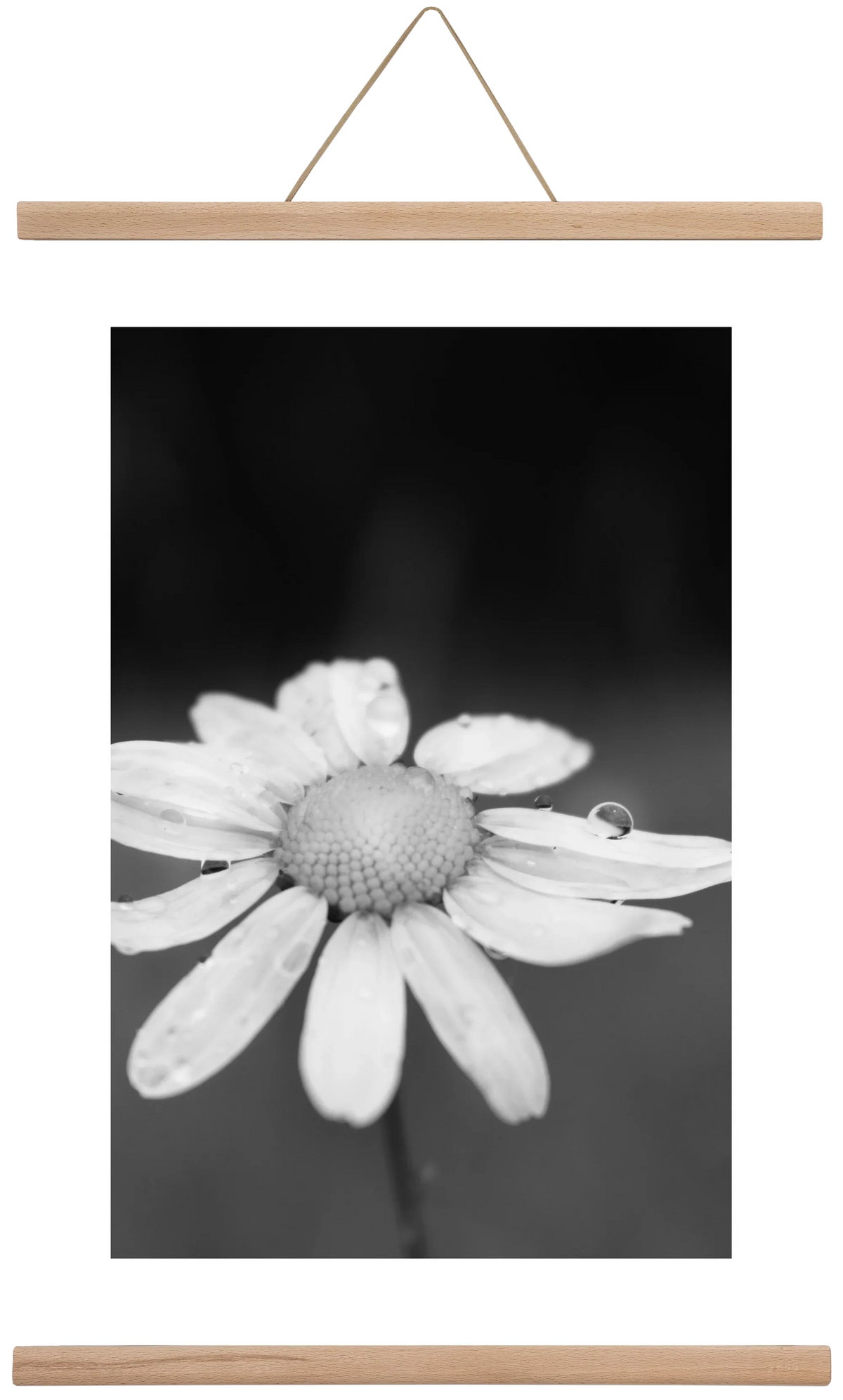 Chamomile - artbridge