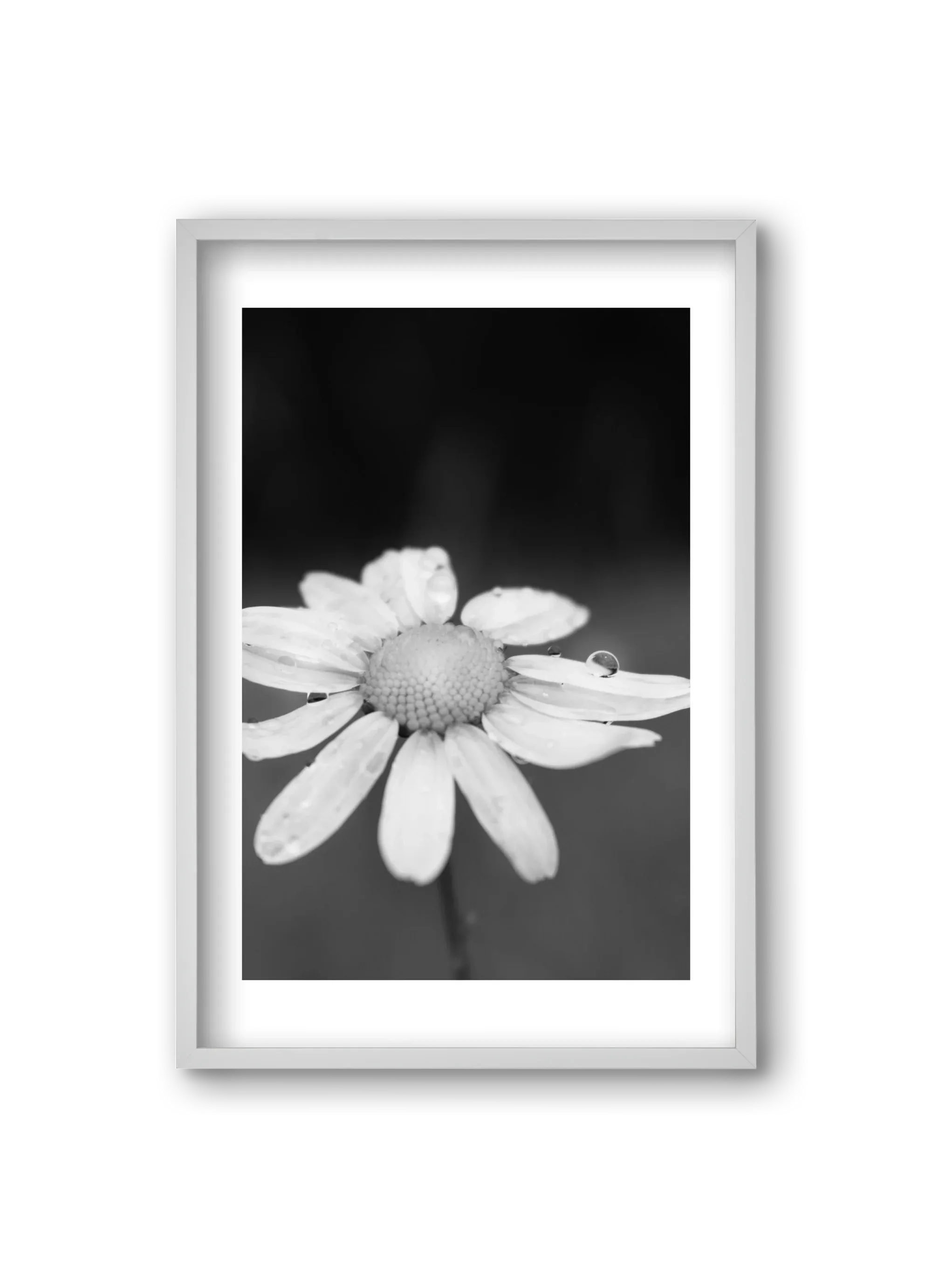 Chamomile - artbridge