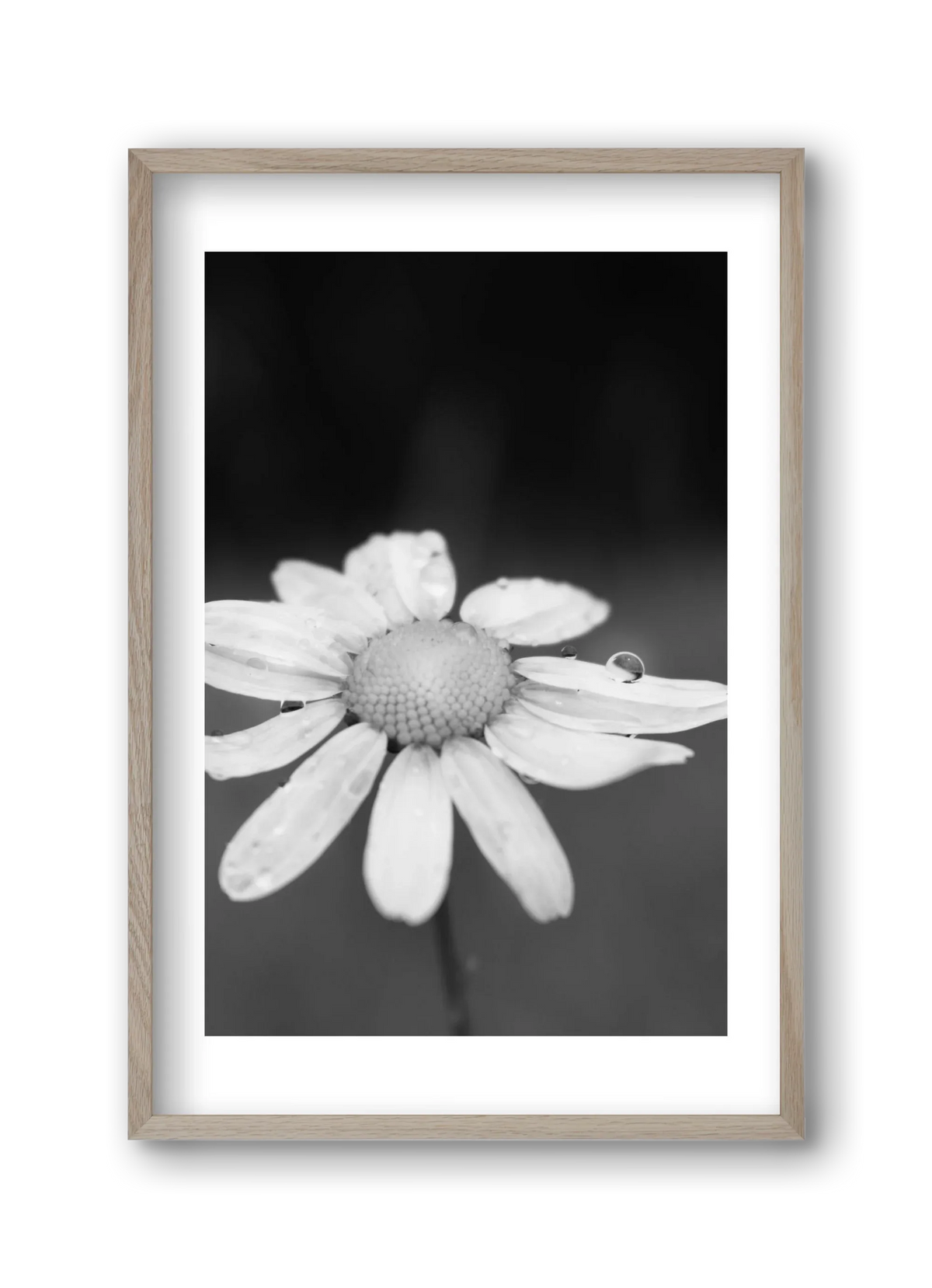 Chamomile - artbridge