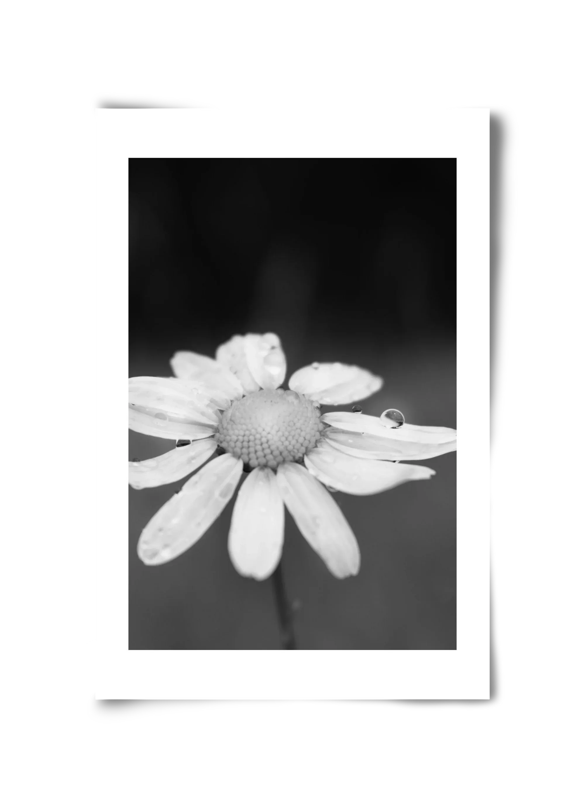 Chamomile - artbridge