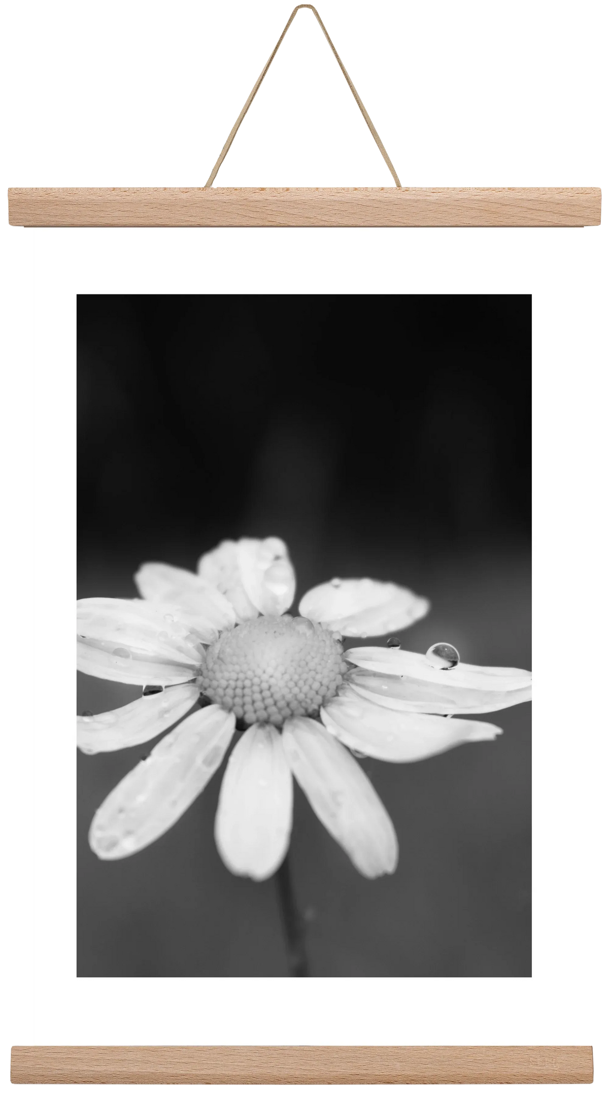 Chamomile - artbridge