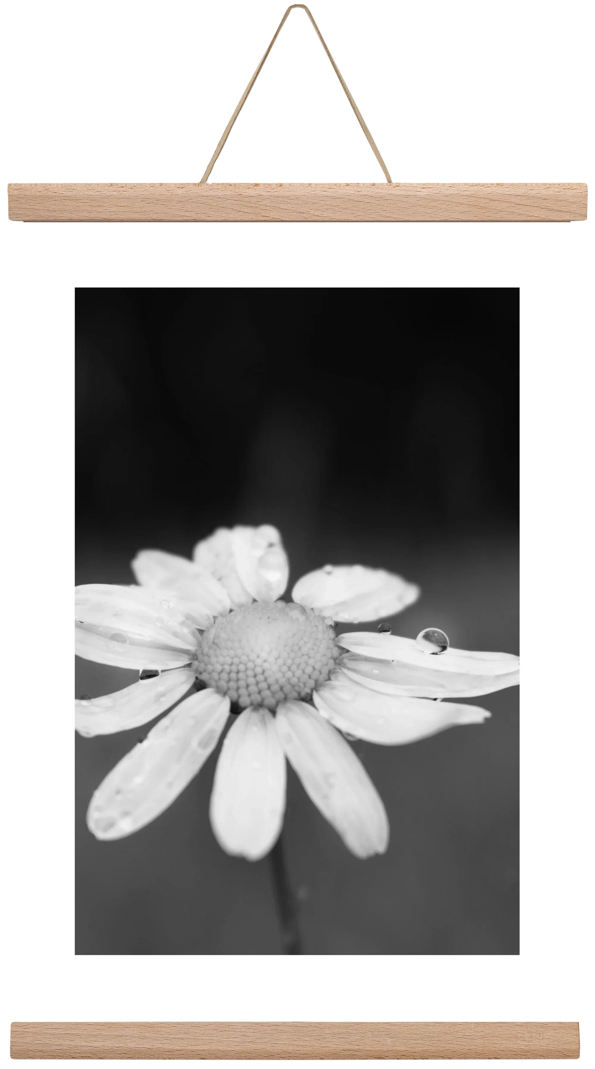 Chamomile - artbridge