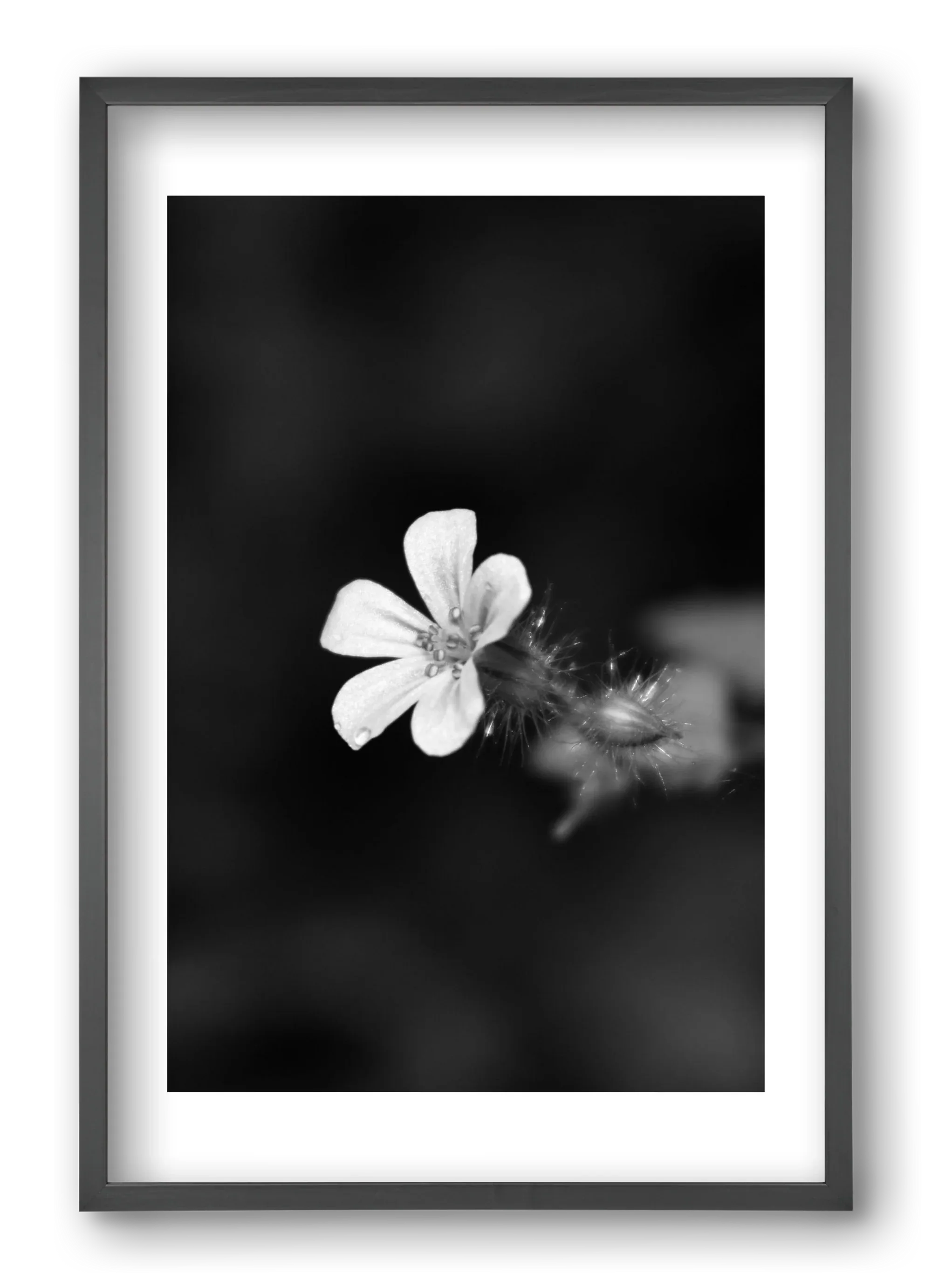 Geranium - artbridge