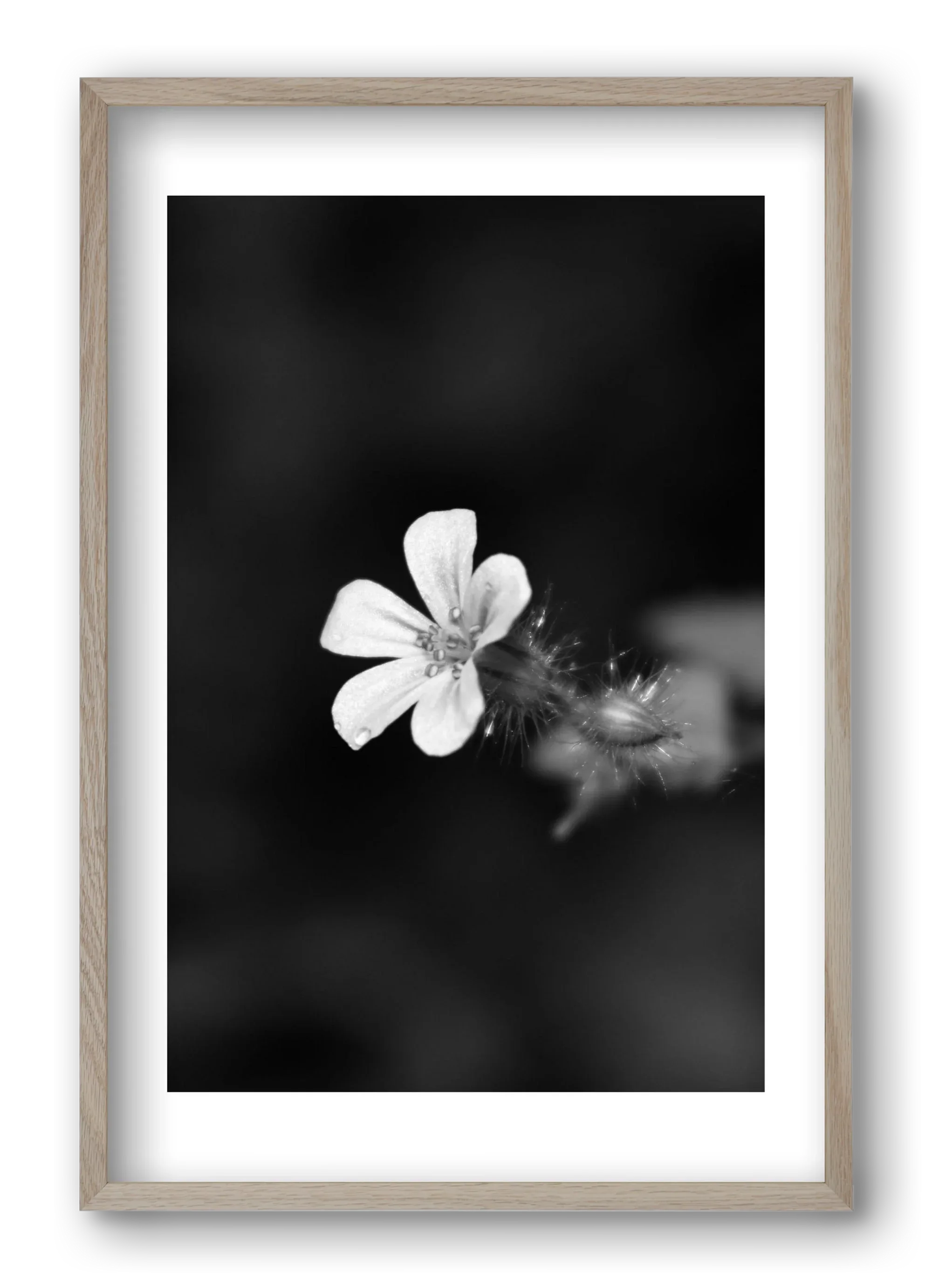 Geranium - artbridge
