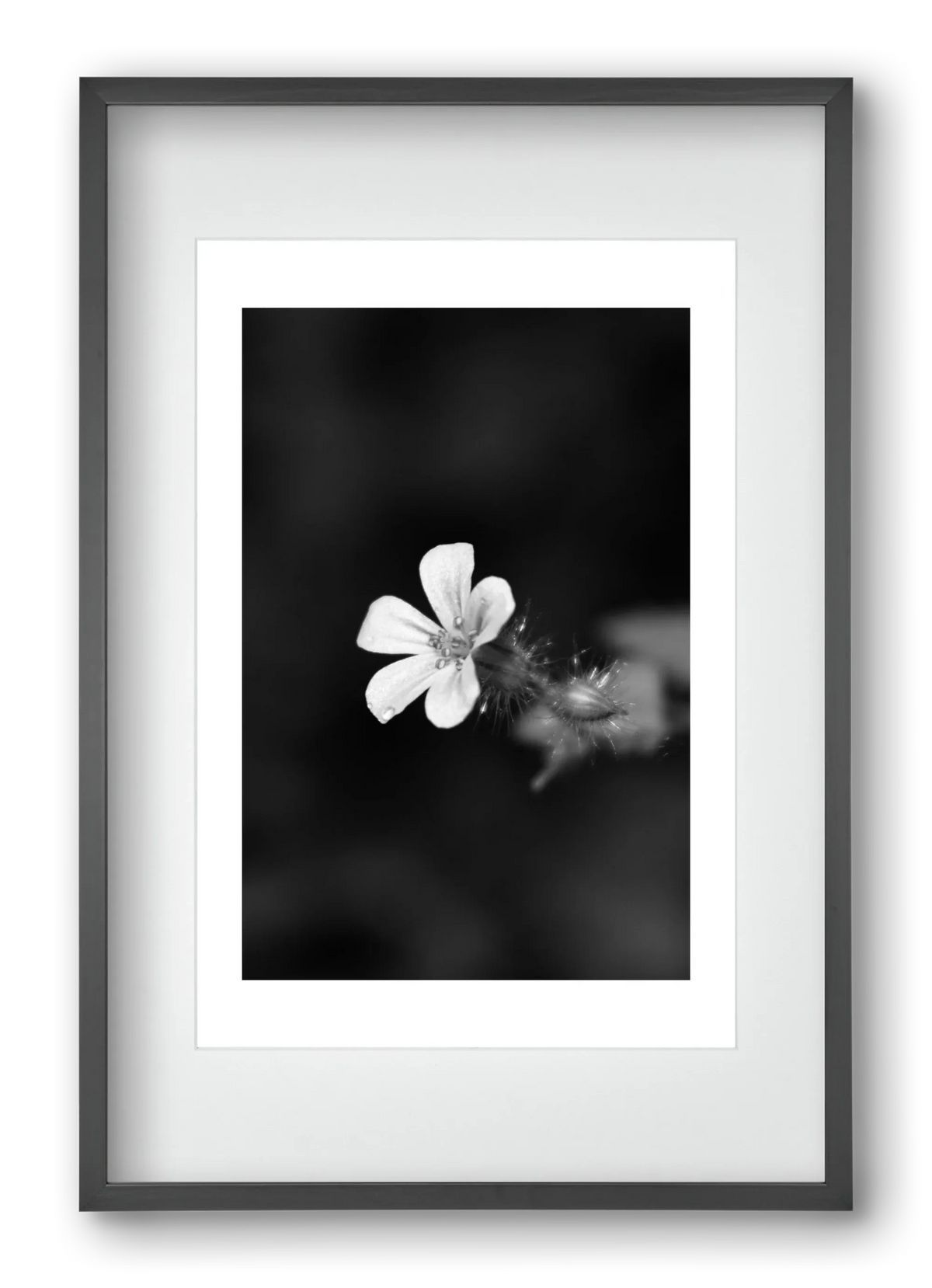 Geranium - artbridge