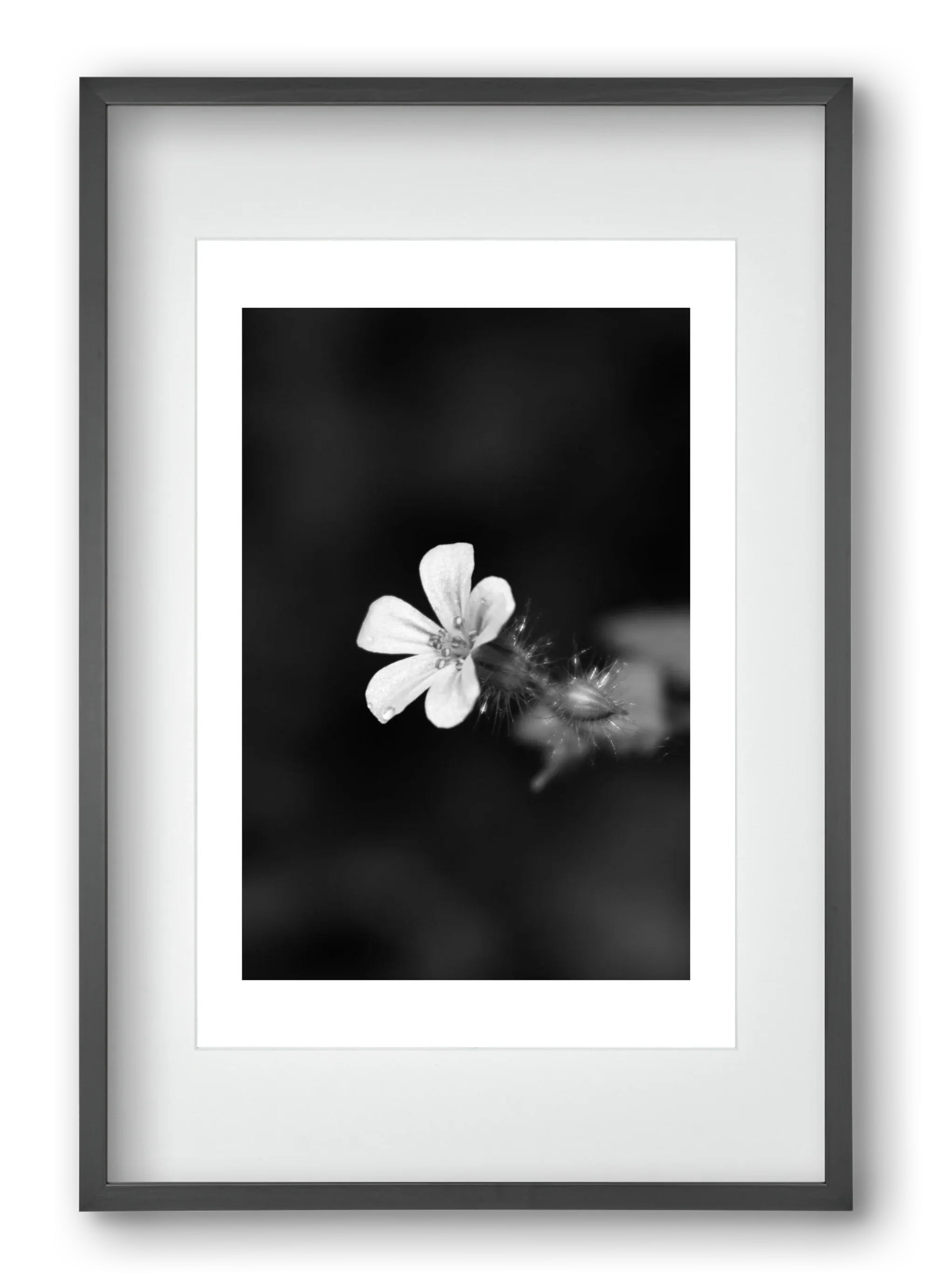 Geranium - artbridge