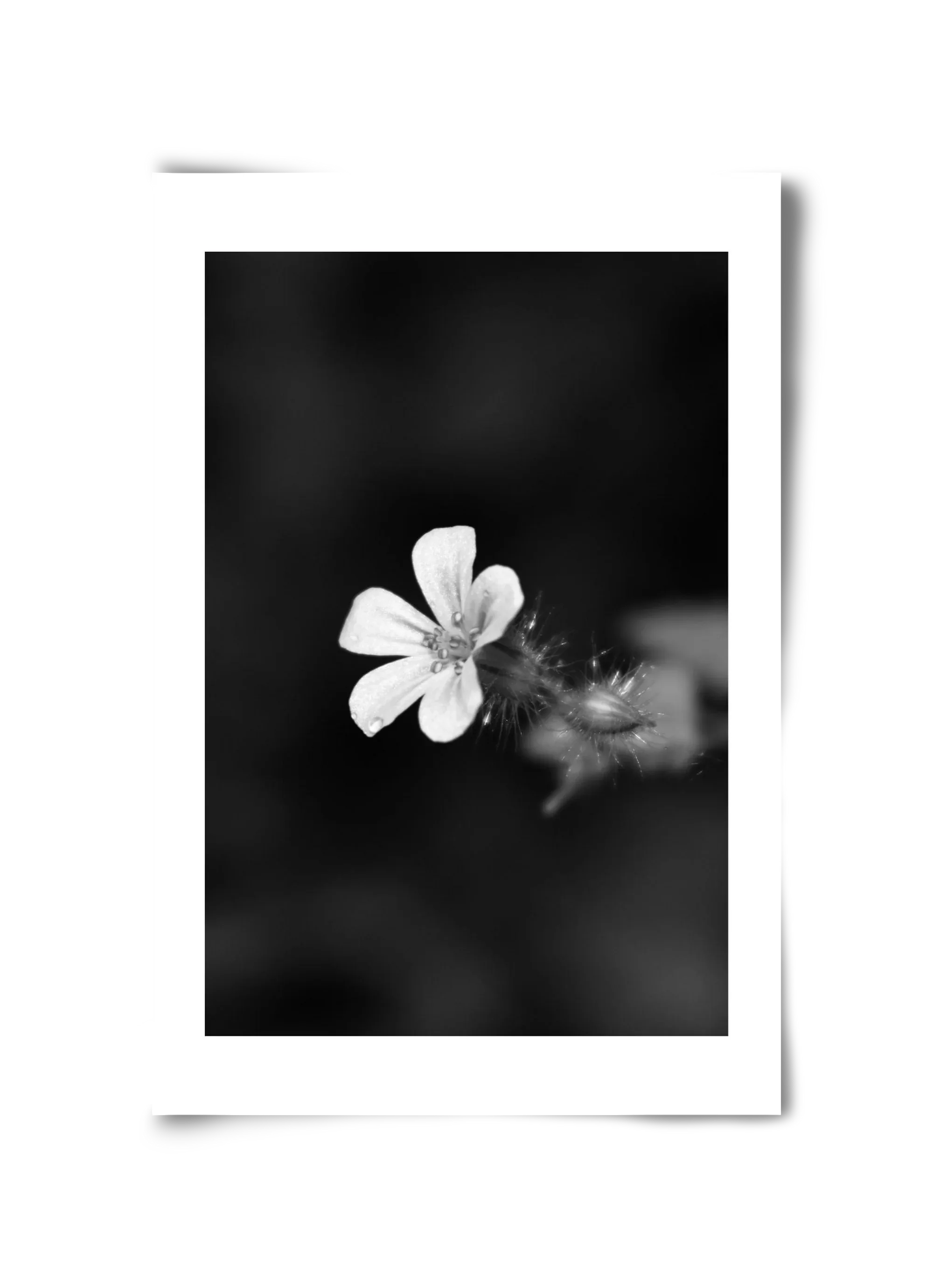 Geranium - artbridge