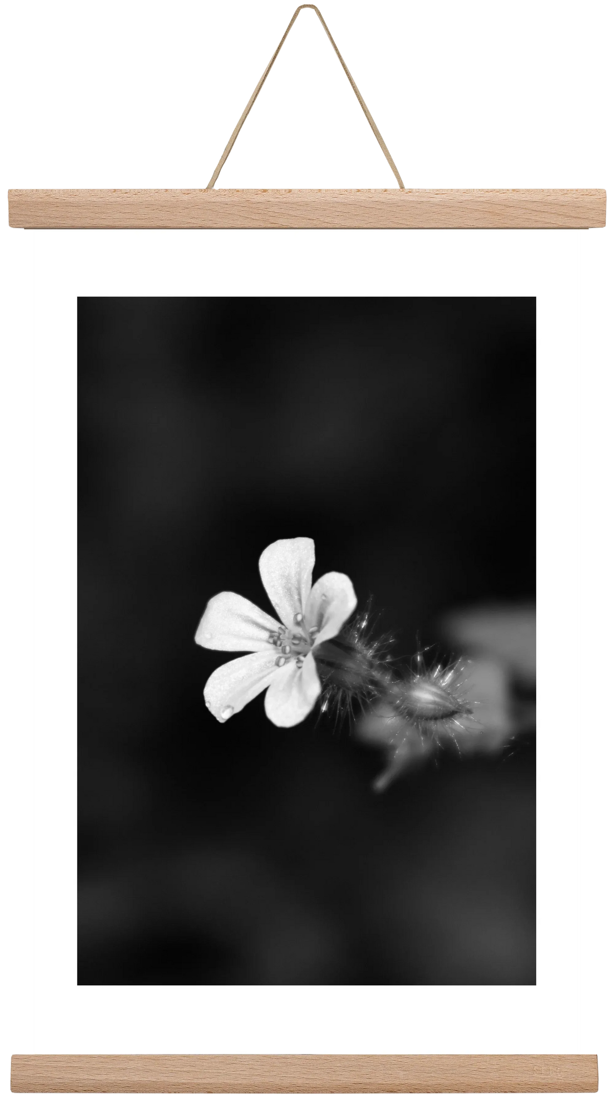 Geranium - artbridge
