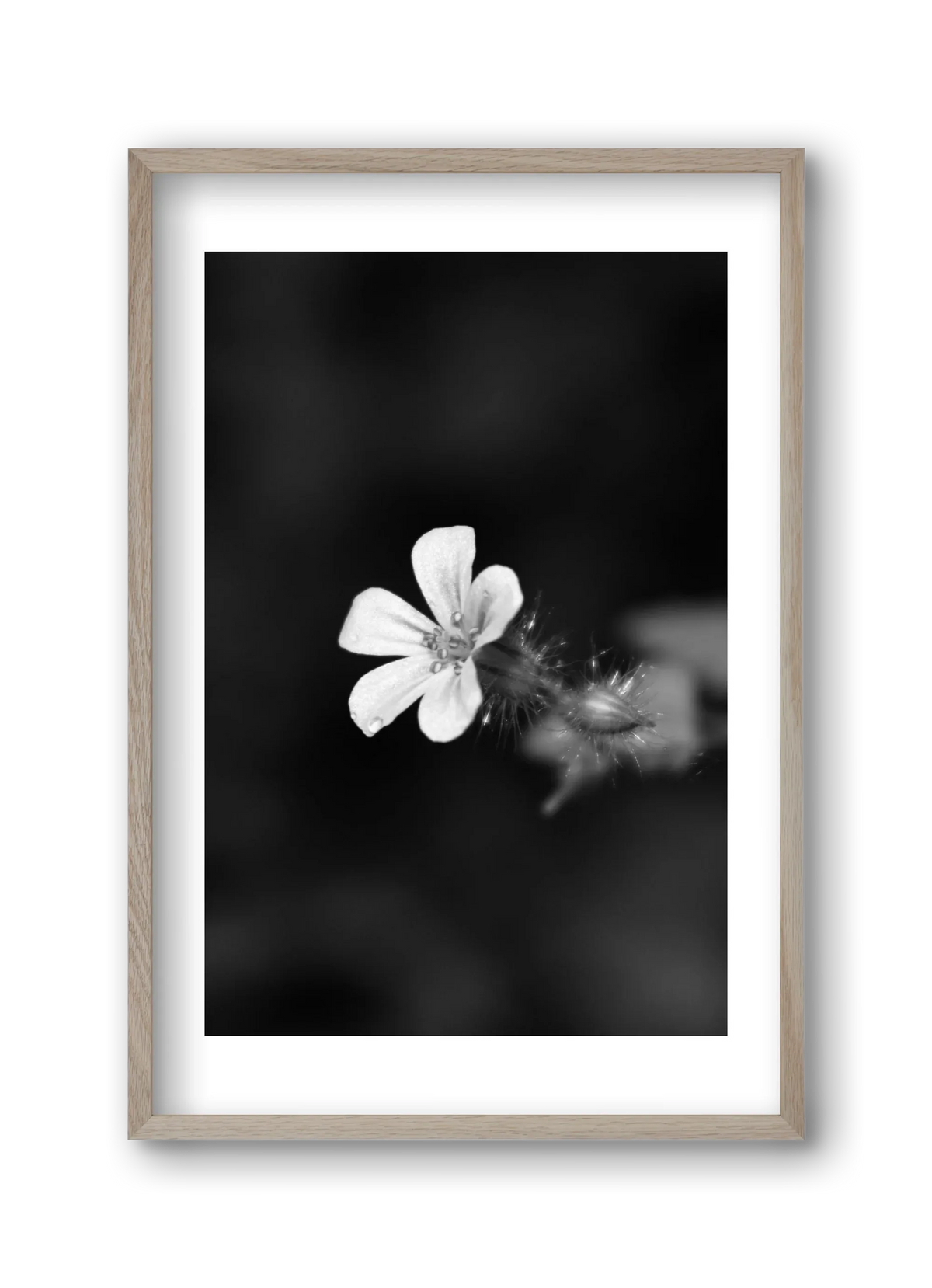 Geranium - artbridge