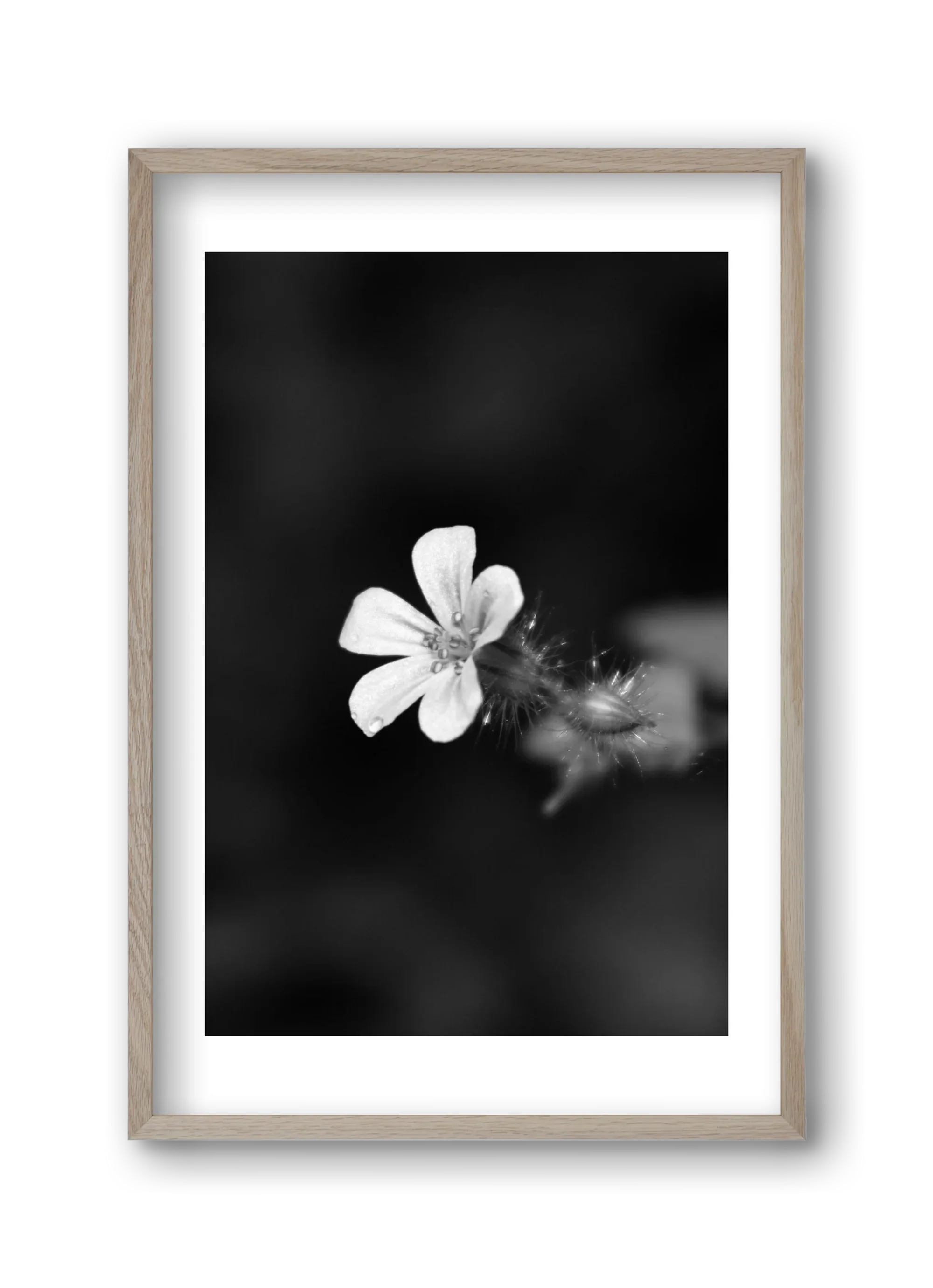 Geranium - artbridge