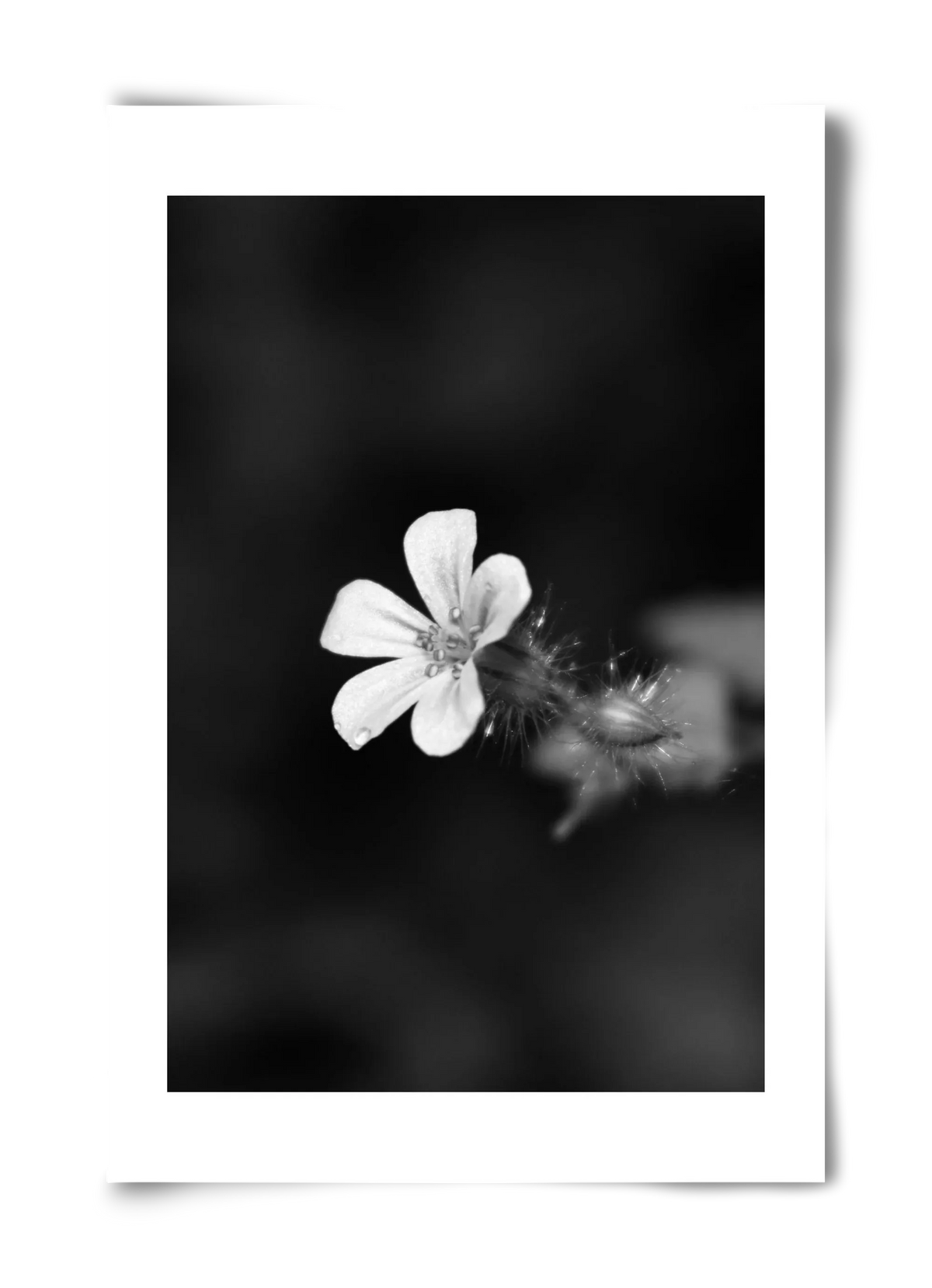 Geranium - artbridge